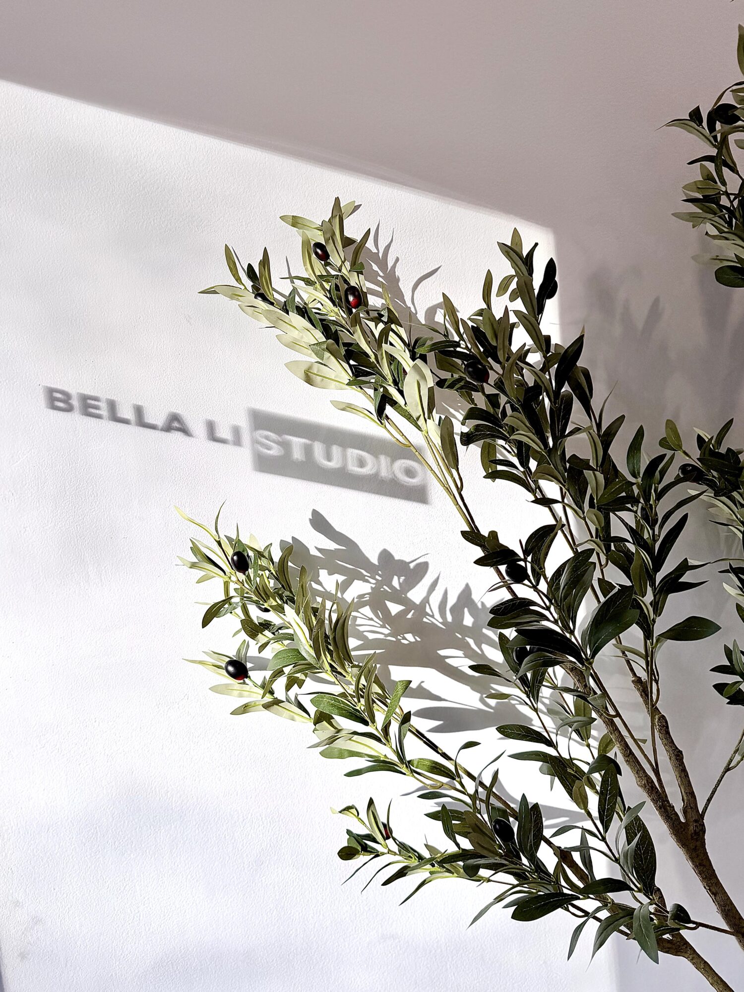 Sunlight casts shadows of a plant and a sign reading 'BELLA LI STUDIO' on a white wall.