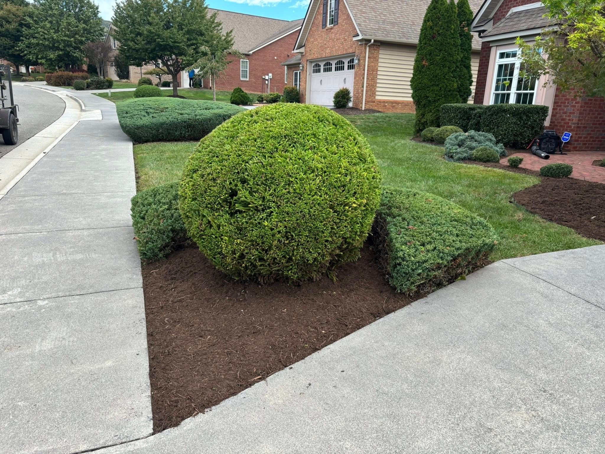 Well-maintained front yard with a large round bush, trimmed hedges, and a sidewalk in a suburban neighborhood.