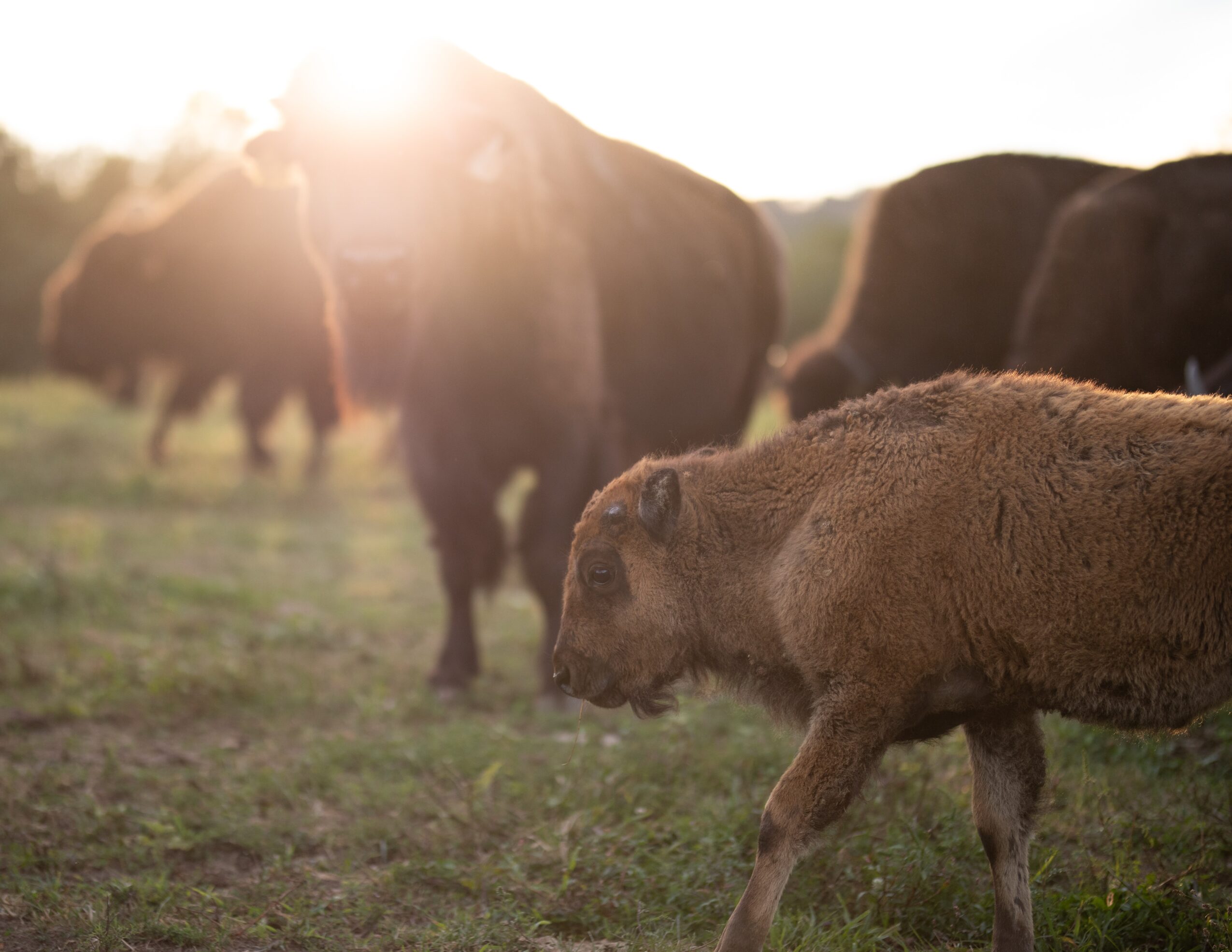 A group of bison grazing outdoors with a young bison in the foreground, sunlight shining behind them.