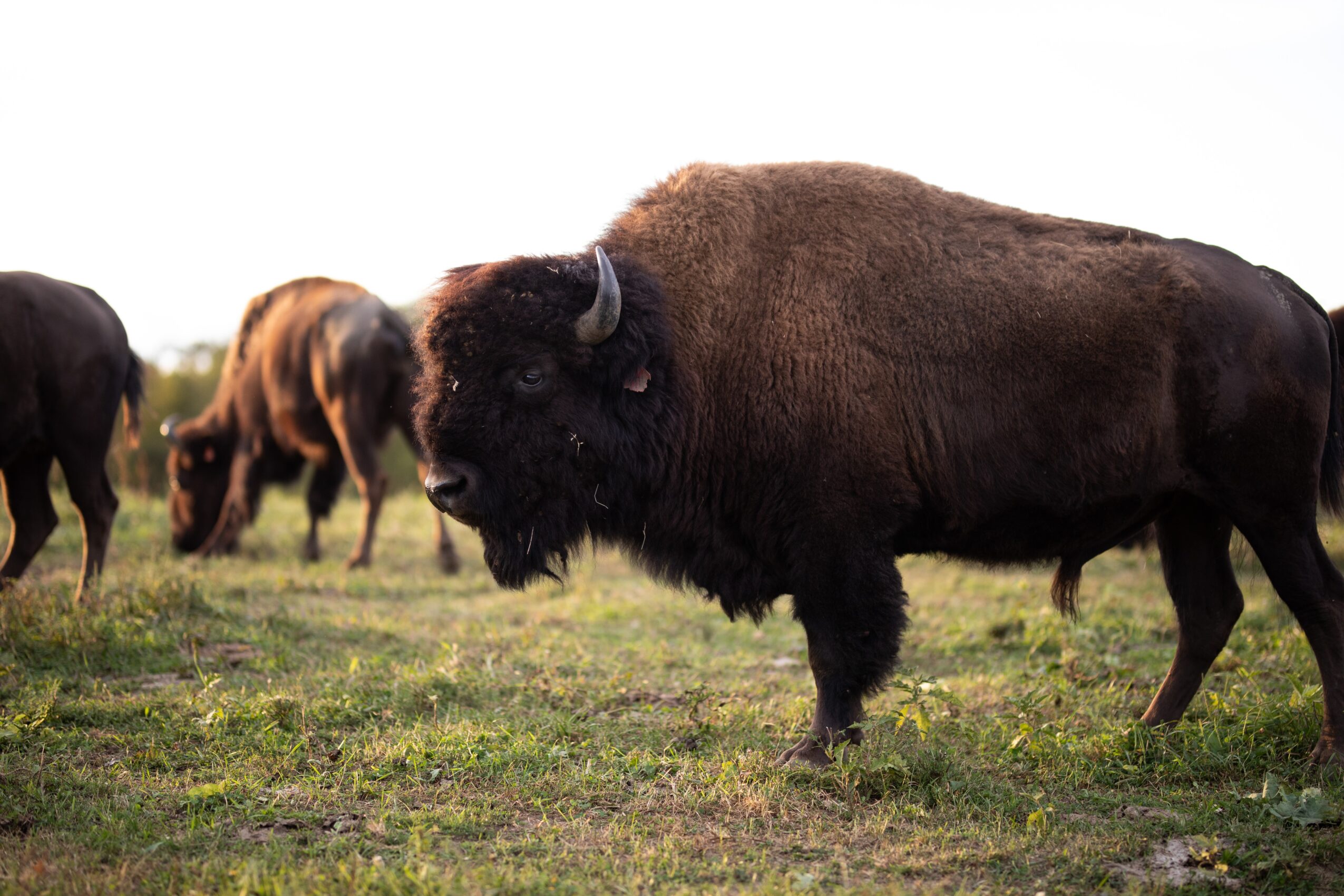 Bison standing on grass with other bison in the background, under a white sky.