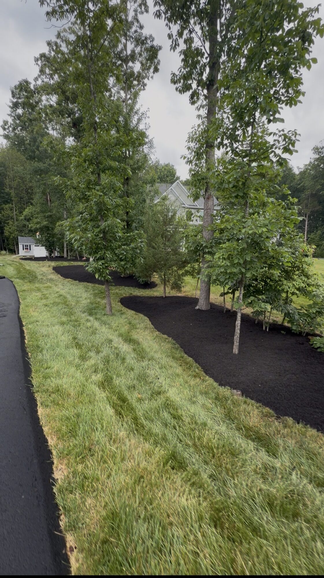 Newly planted trees with dark mulch around their bases along a grassy area and a paved path, under a cloudy sky.