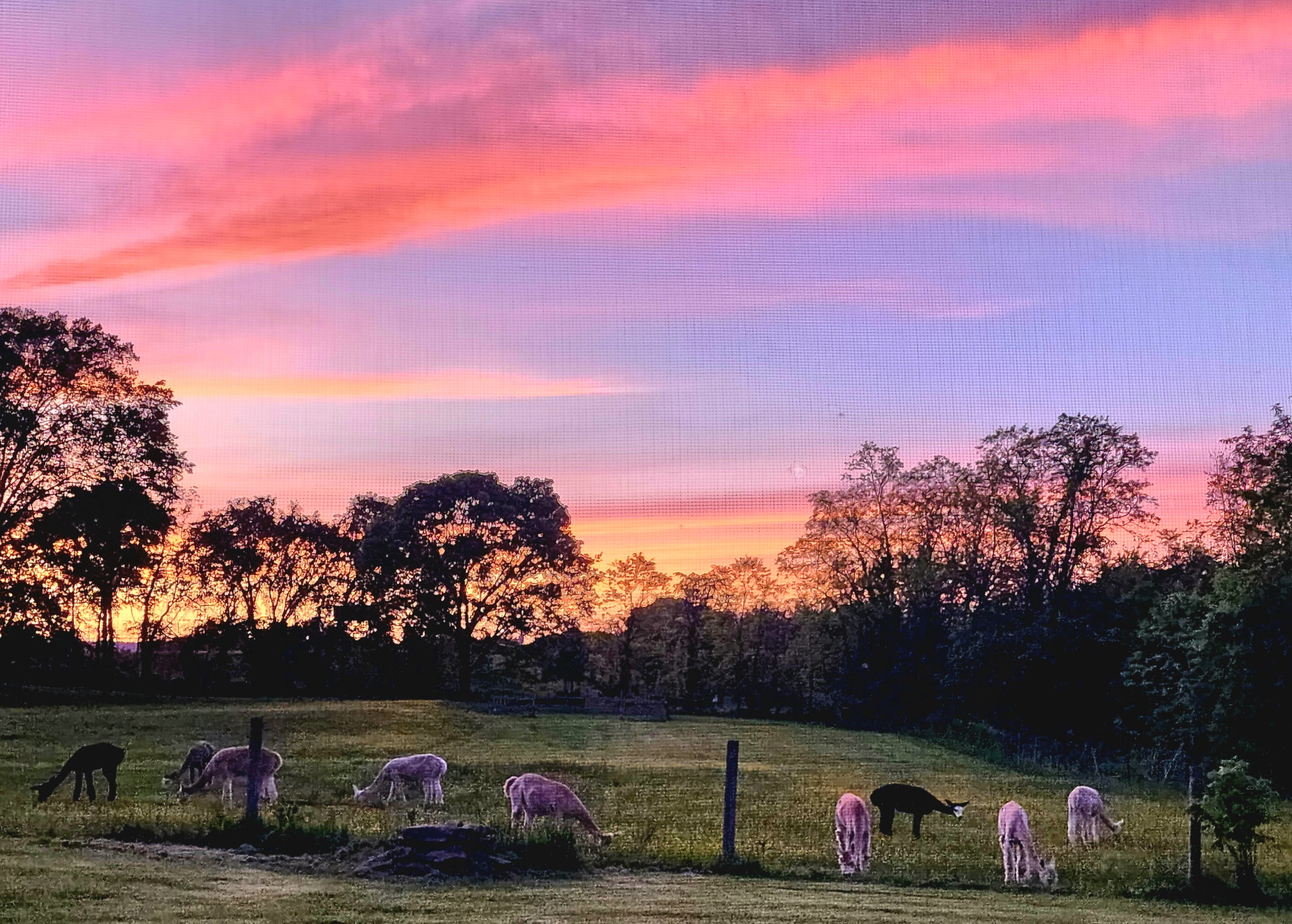 Sunset sky with pink and orange clouds over a field with grazing sheep and trees.