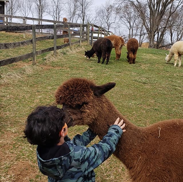 Child touching a brown alpaca outdoors with other animals and trees in the background.