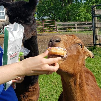 Person feeding a goat a donut outdoors with a black alpaca nearby, green trees and a fence in the background.