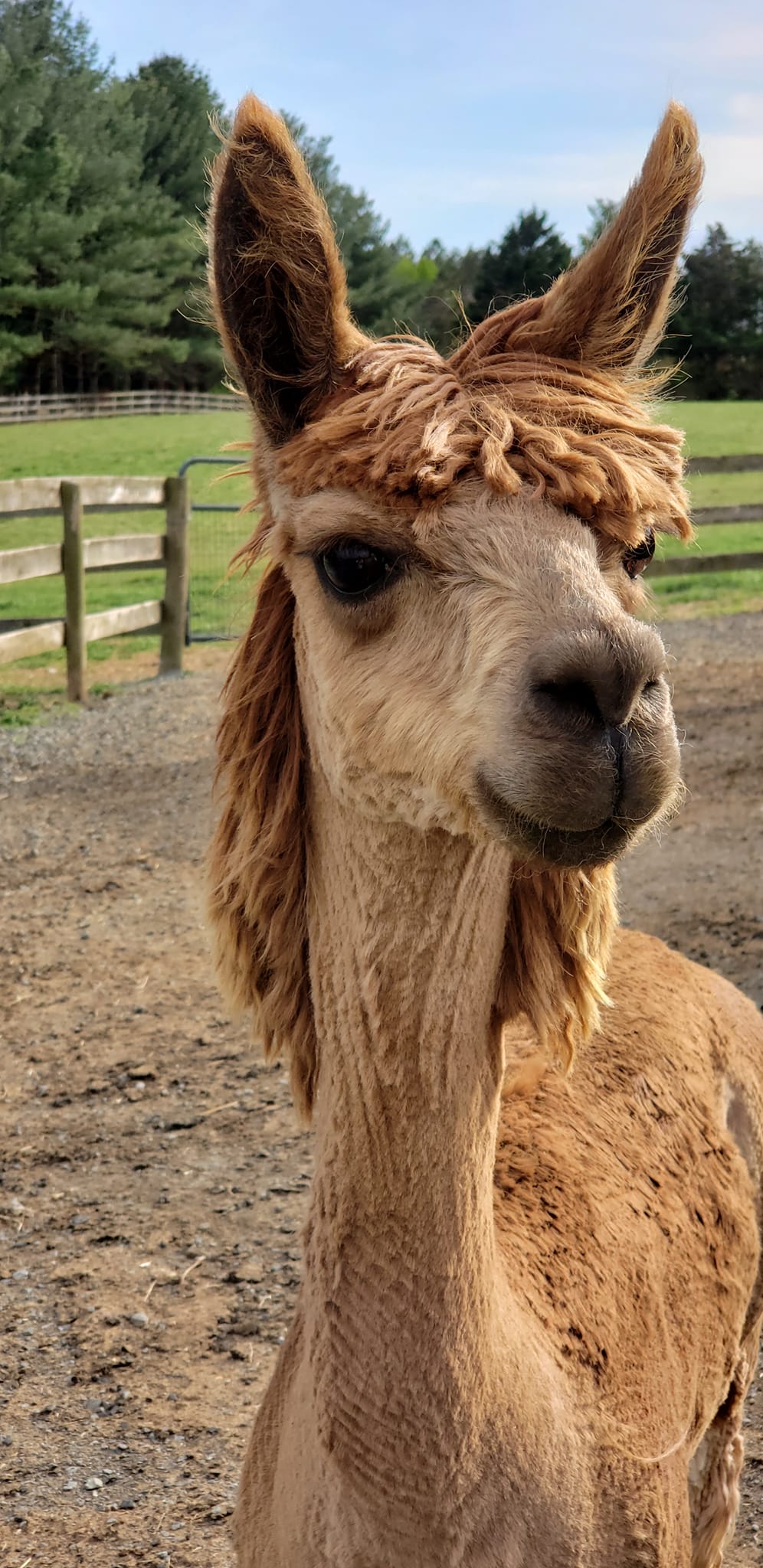 Close-up of a brown alpaca with large ears and a tuft of hair on its head, outdoors with trees and a fence.