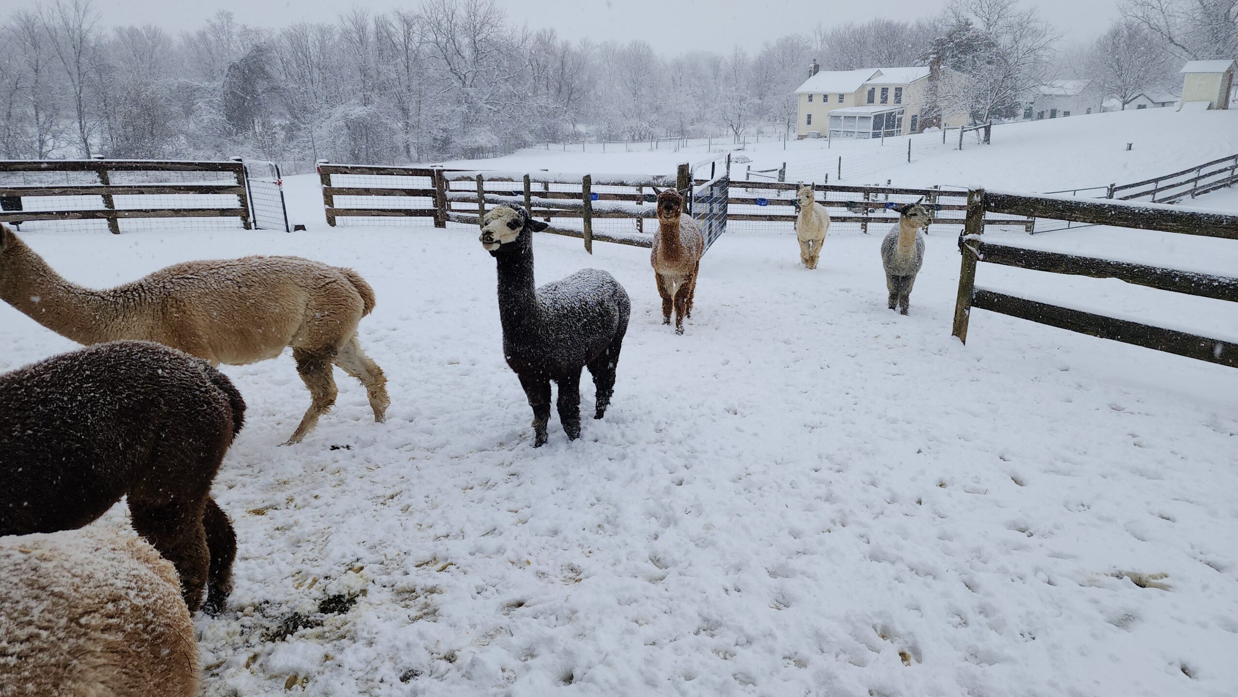 Several llamas or alpacas standing on snow-covered ground in a fenced outdoor area with trees and a building in the background.