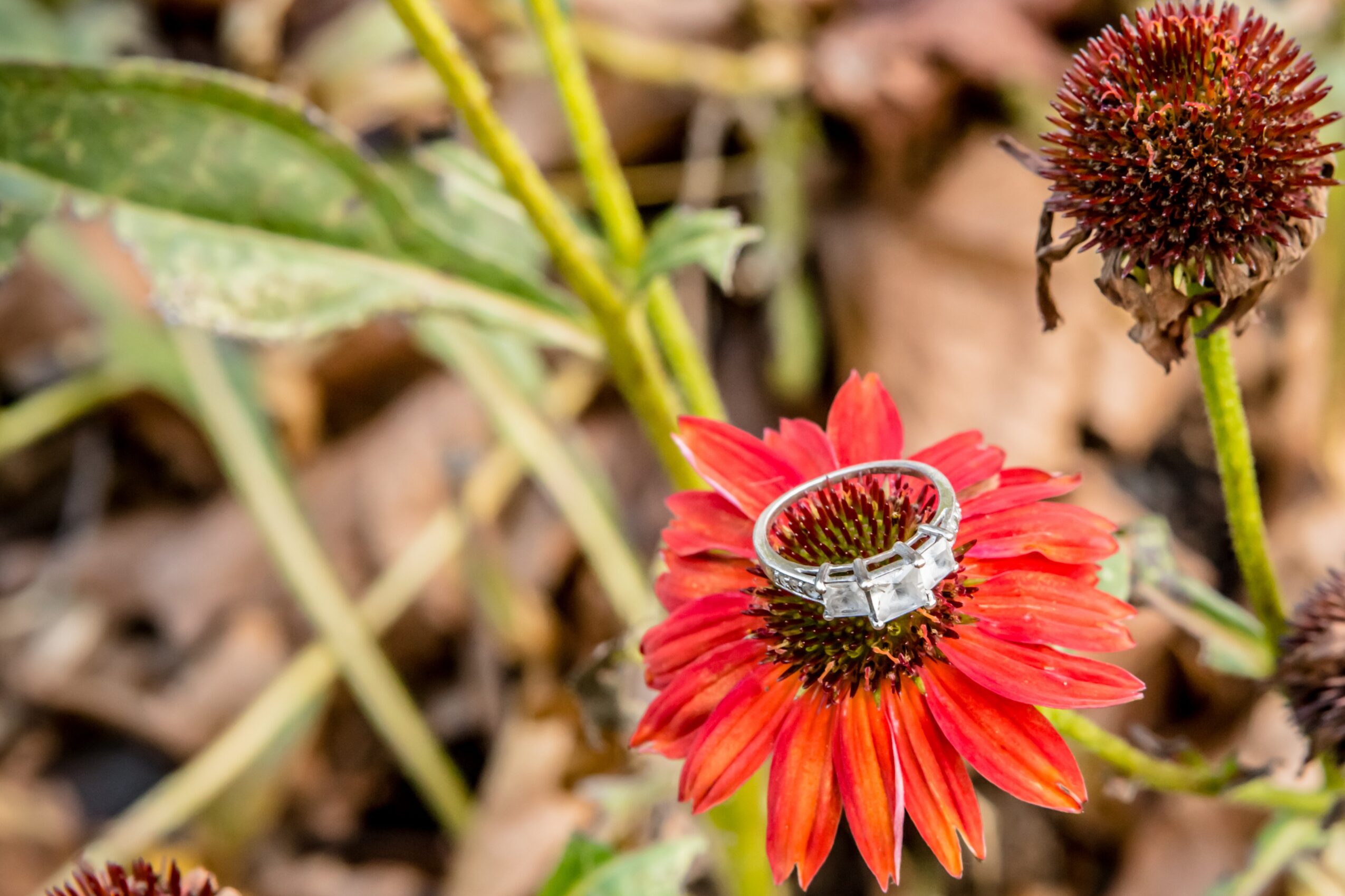 A red flower with a bee on its dark center, surrounded by green leaves and a blurred background.