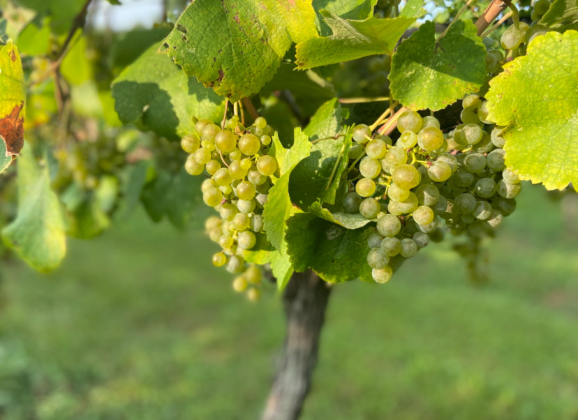 Green grapes hanging in clusters on a vine with green leaves, outdoors in sunlight.