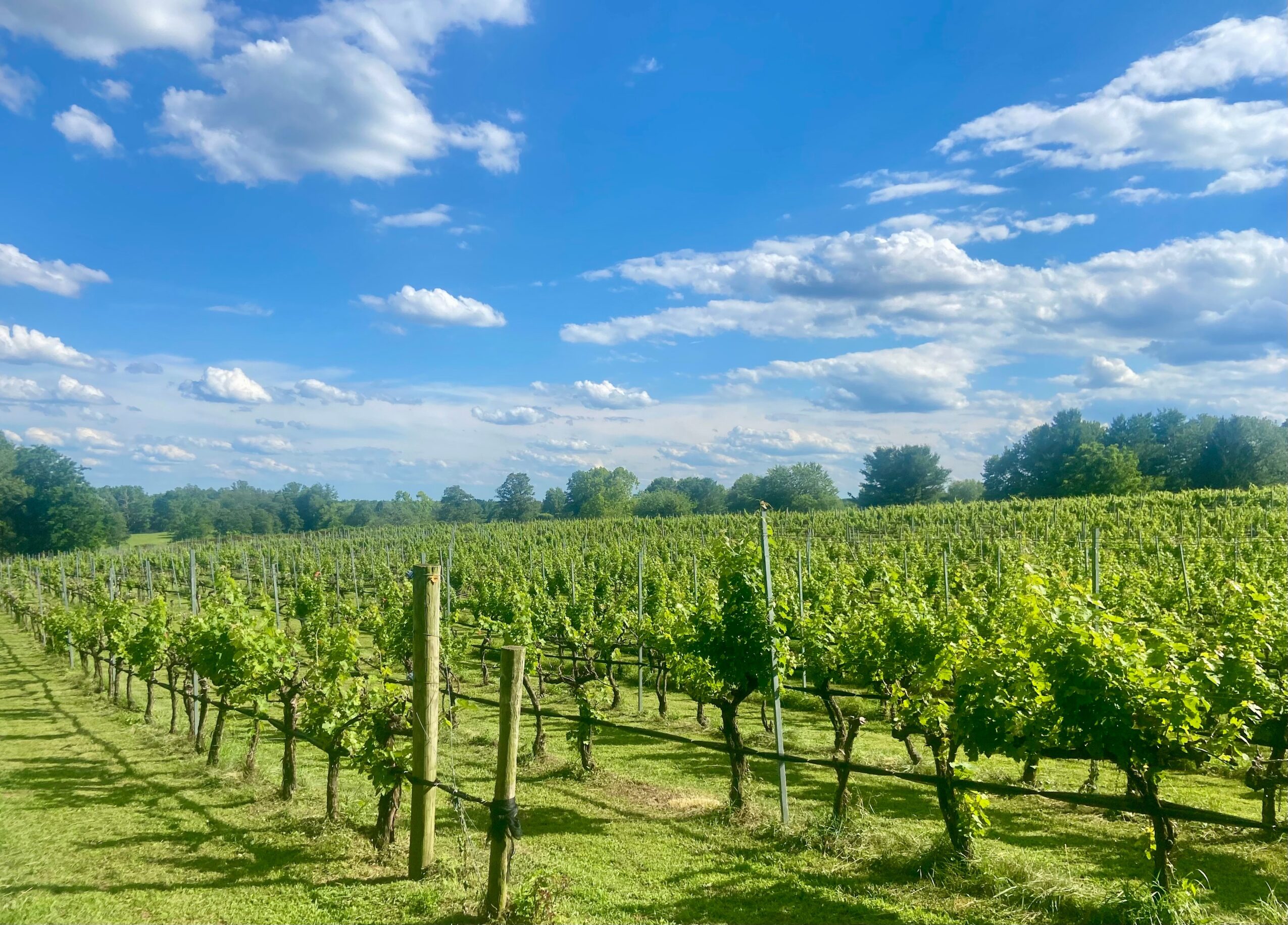 Vineyard with rows of grapevines under a blue sky with scattered clouds.