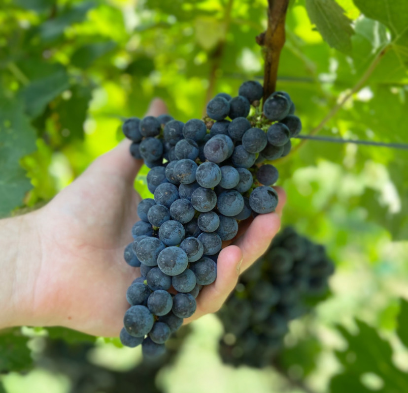 Hand holding a bunch of dark purple grapes on a vine with green leaves in background.