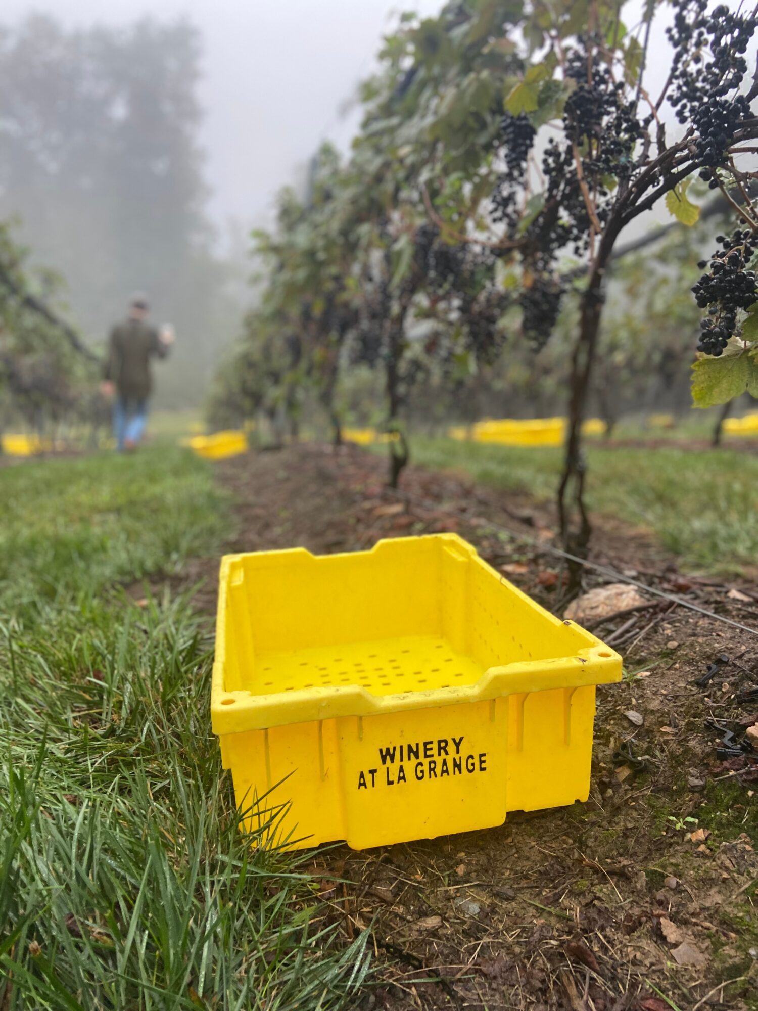 Yellow crate labeled 'Winery at La Grange' on vineyard ground with grapevines and a person in the background.