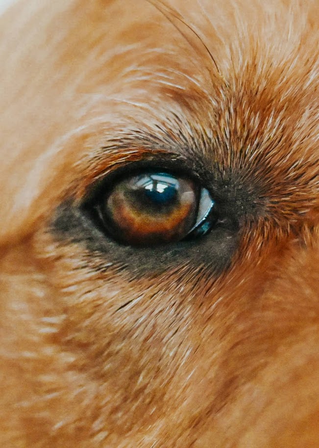 Close-up of a dog's eye with brown and black fur around it.