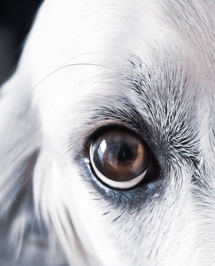 Close-up of a white dog's eye with detailed fur around it.