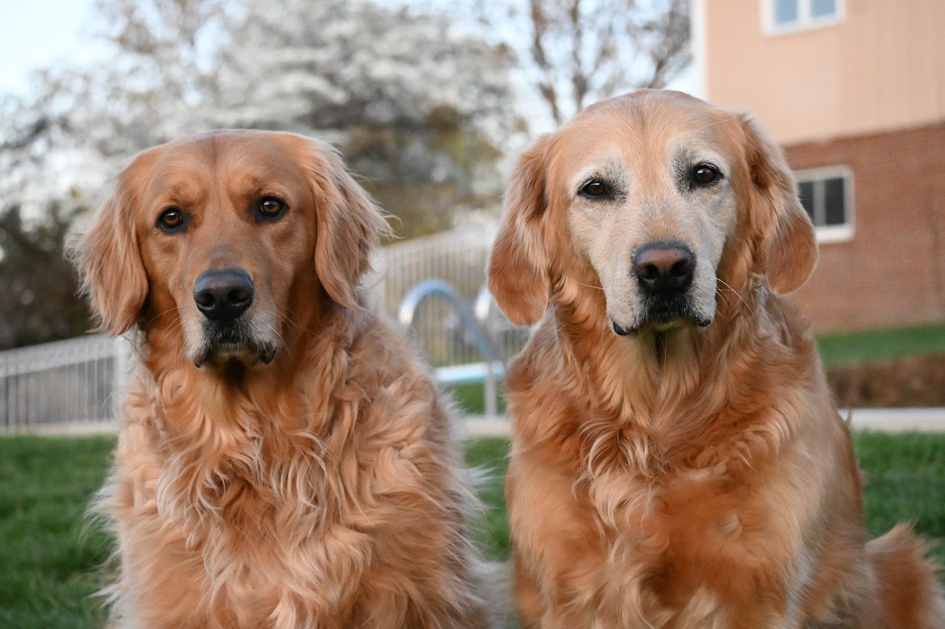 Two golden retrievers sitting outdoors on grass with a house and trees in the background.