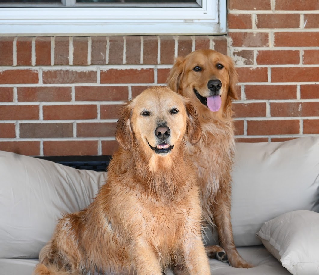 Two golden retrievers sitting on a couch in front of a brick wall, one with tongue out, smiling.