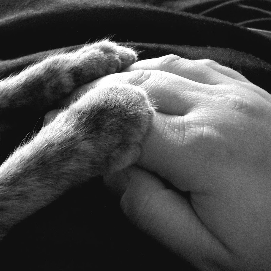 A hand gently holding a small animal's paw, both in black and white. The animal's paw is resting on the hand.