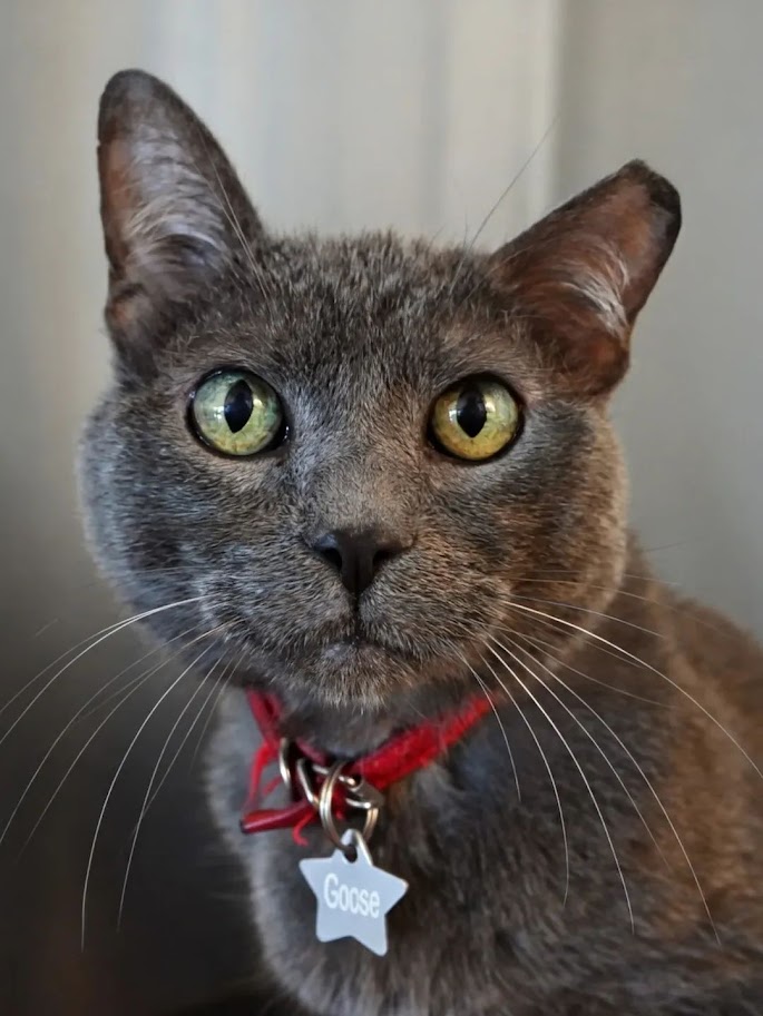 Close-up of a gray cat with green eyes wearing a red collar and a tag that says 'Goose'.