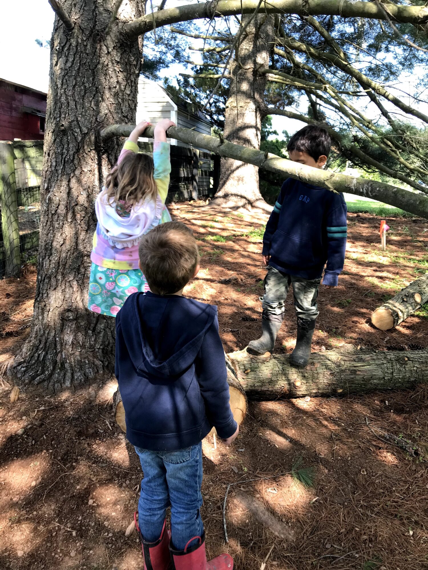 Three children playing outdoors near a large tree, one girl reaching for a branch, two boys watching, sunlight filtering through leaves.