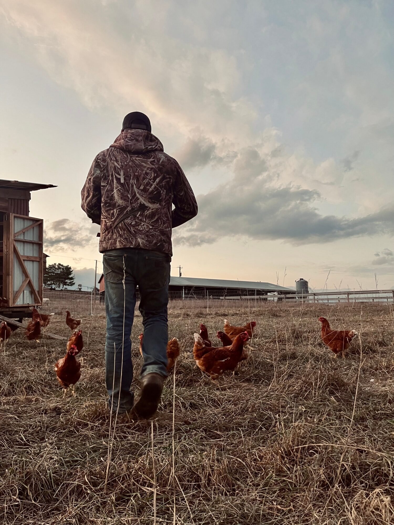 Person walking away on a grassy field with chickens, cloudy sky in the background.