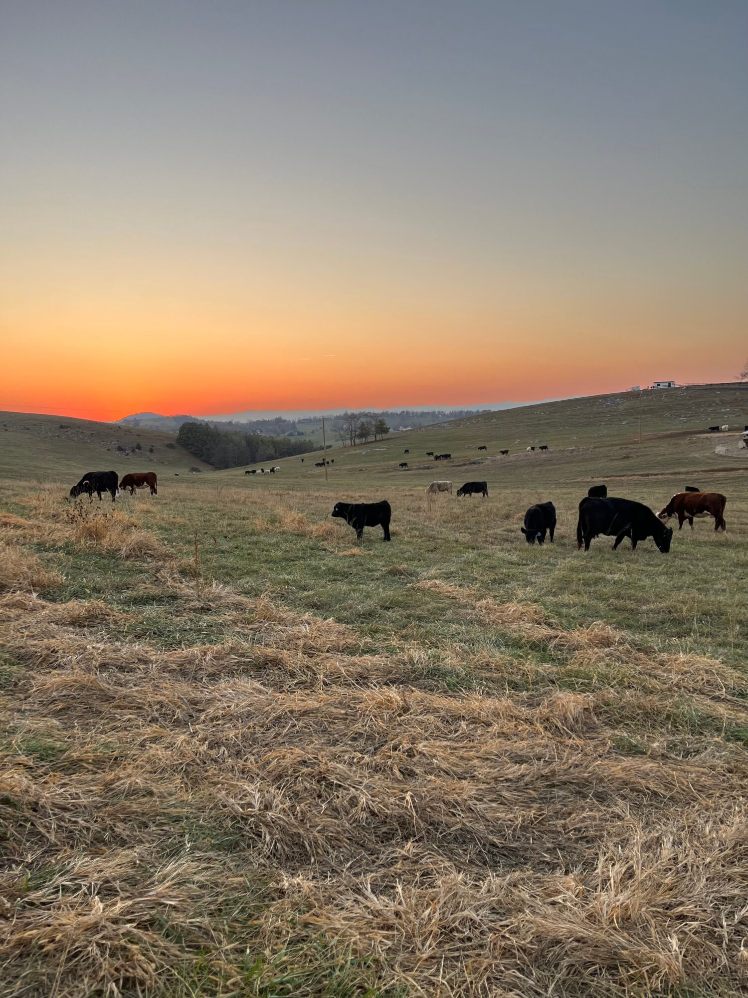 Herd of cows grazing on a grassy field at sunset with a colorful sky and distant hills.