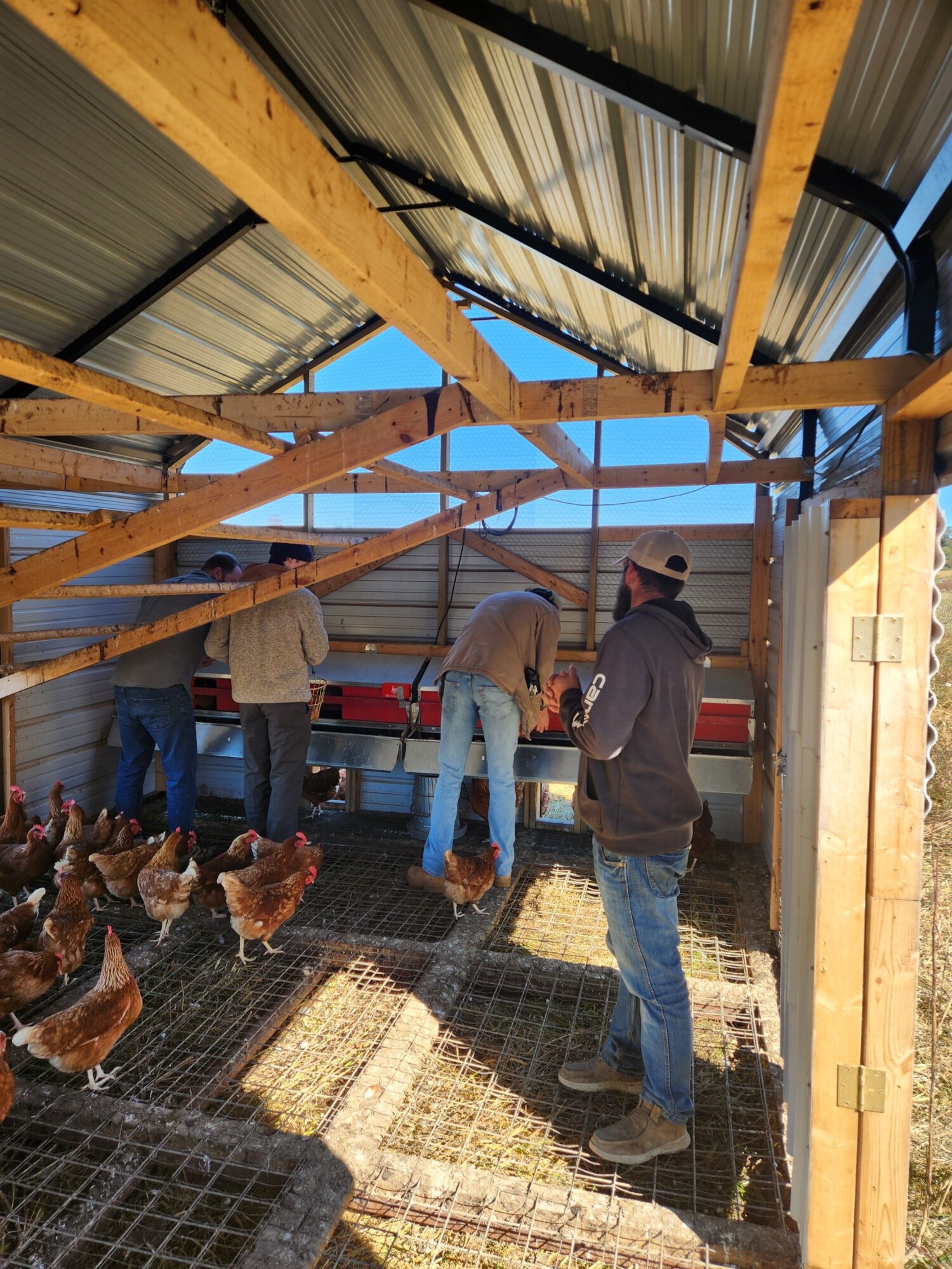 People working inside a greenhouse with wooden beams and a wire fence, with chickens nearby, sunlight streaming in.