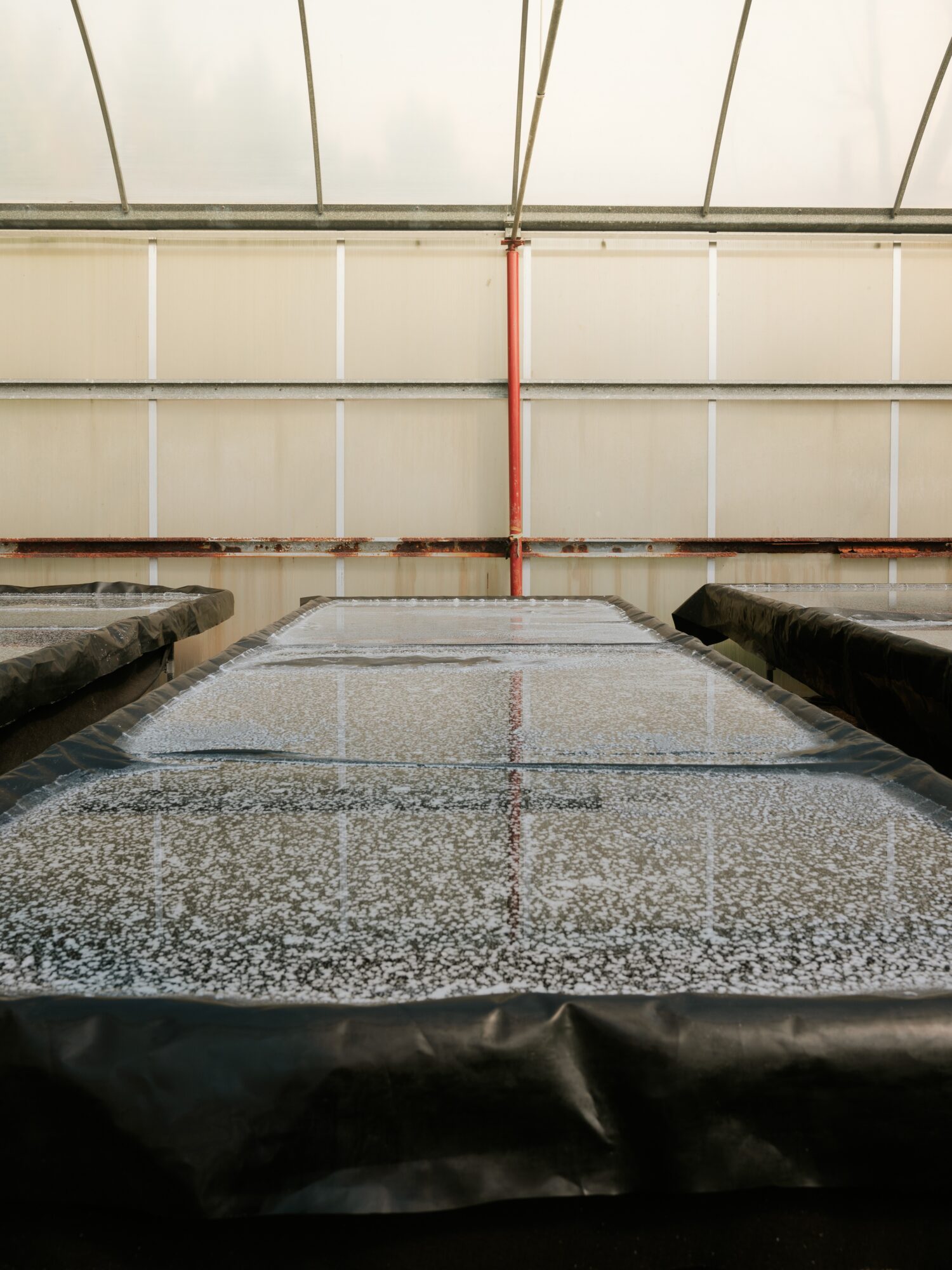 Indoor greenhouse with a water feature, glass ceiling, and metal support beams, viewed from below.