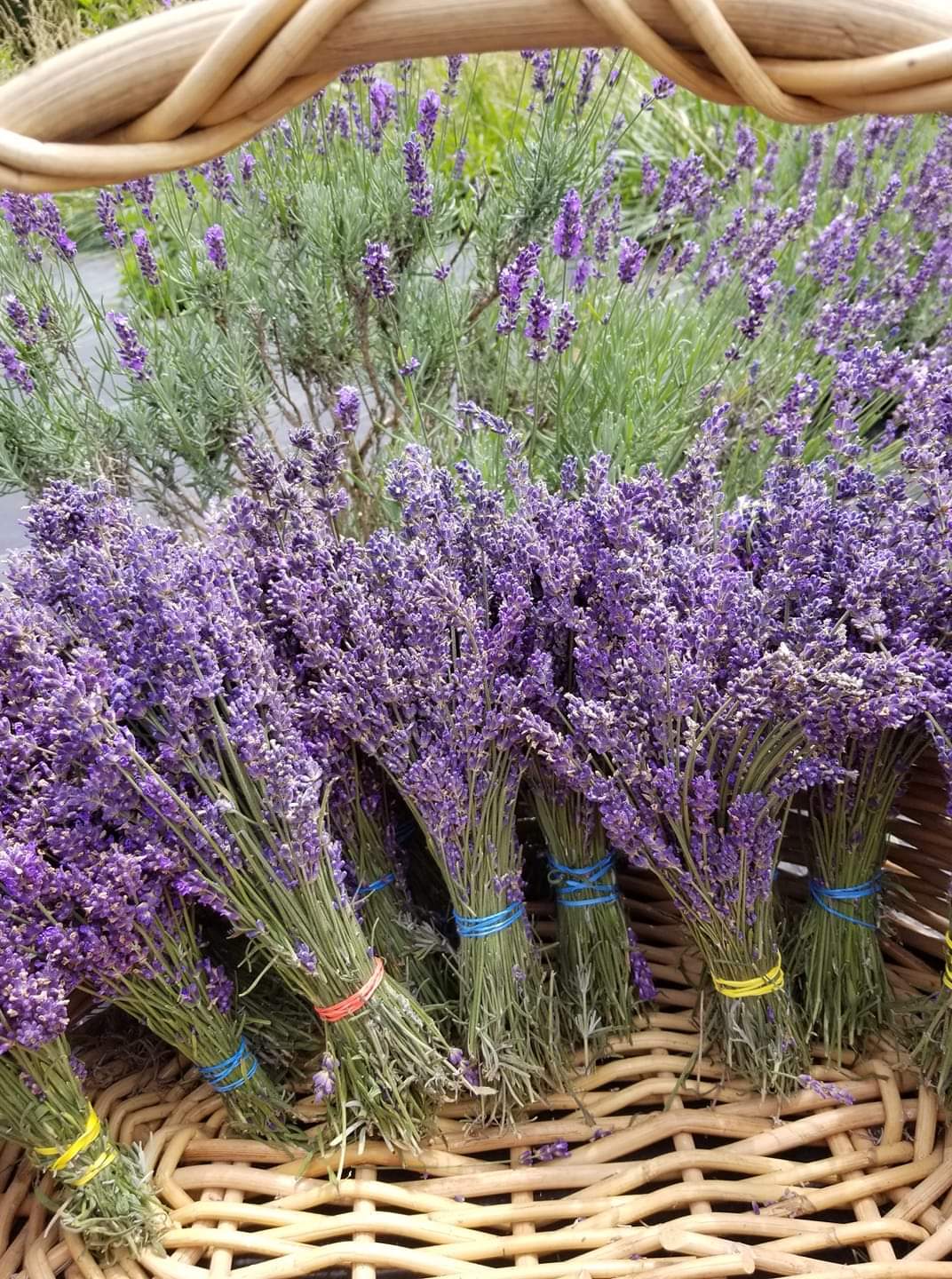 Bunches of lavender flowers in a basket, with purple and green colors, arranged in bundles with colored ties.
