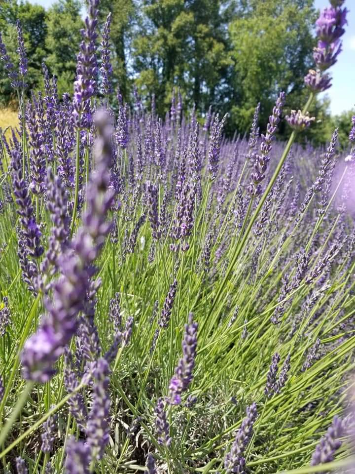 Lavender flowers with green foliage and trees in the background, bright sunlight, clear sky.