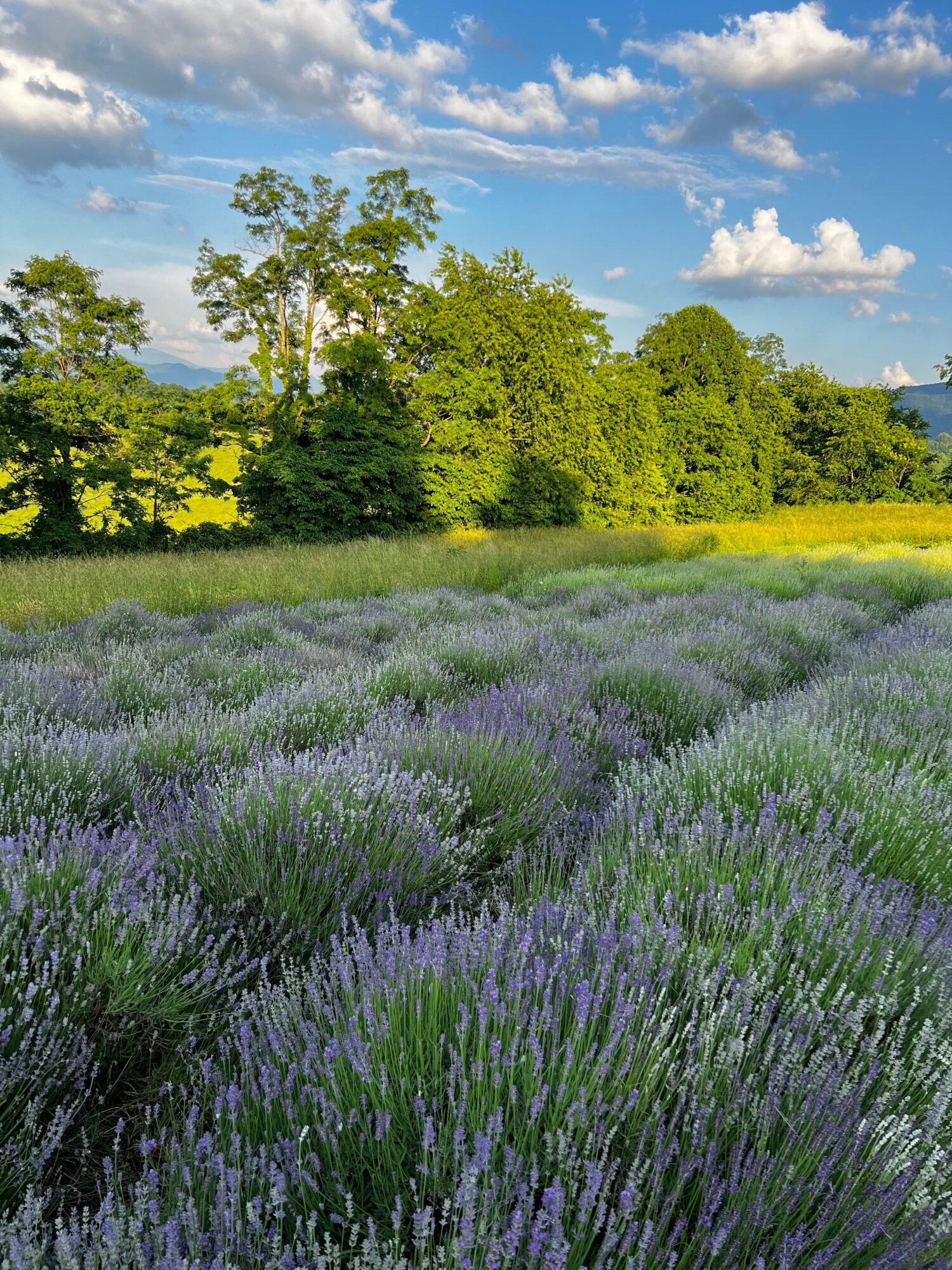 Lavender field with purple flowers, green trees, and a blue sky with clouds.