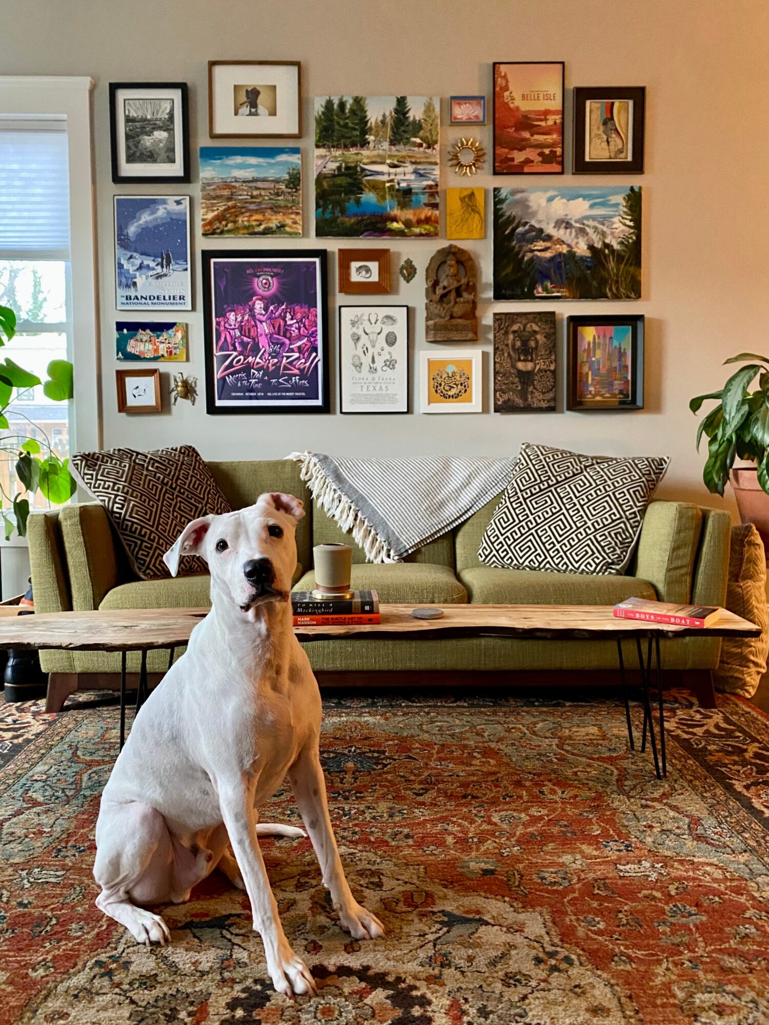 Dog sitting on a patterned rug in front of a sofa with cushions, wall art, and plants in a living room.