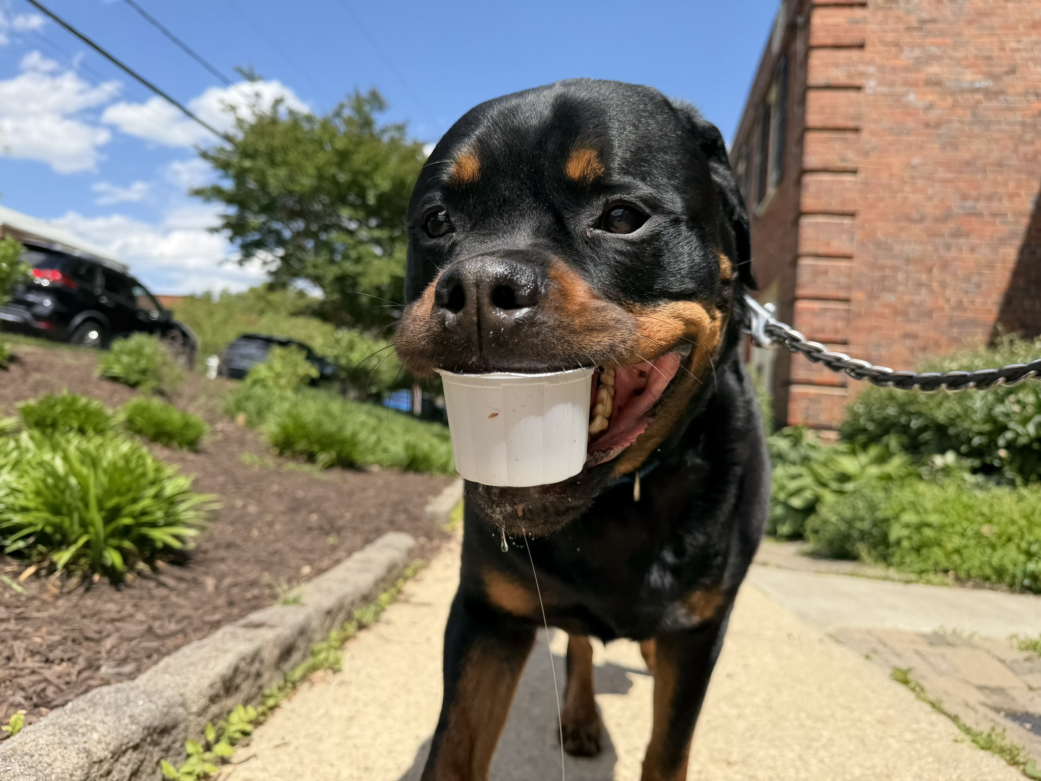 Dog holding a white cup in its mouth outdoors on a sunny day, with plants and a brick building in background.