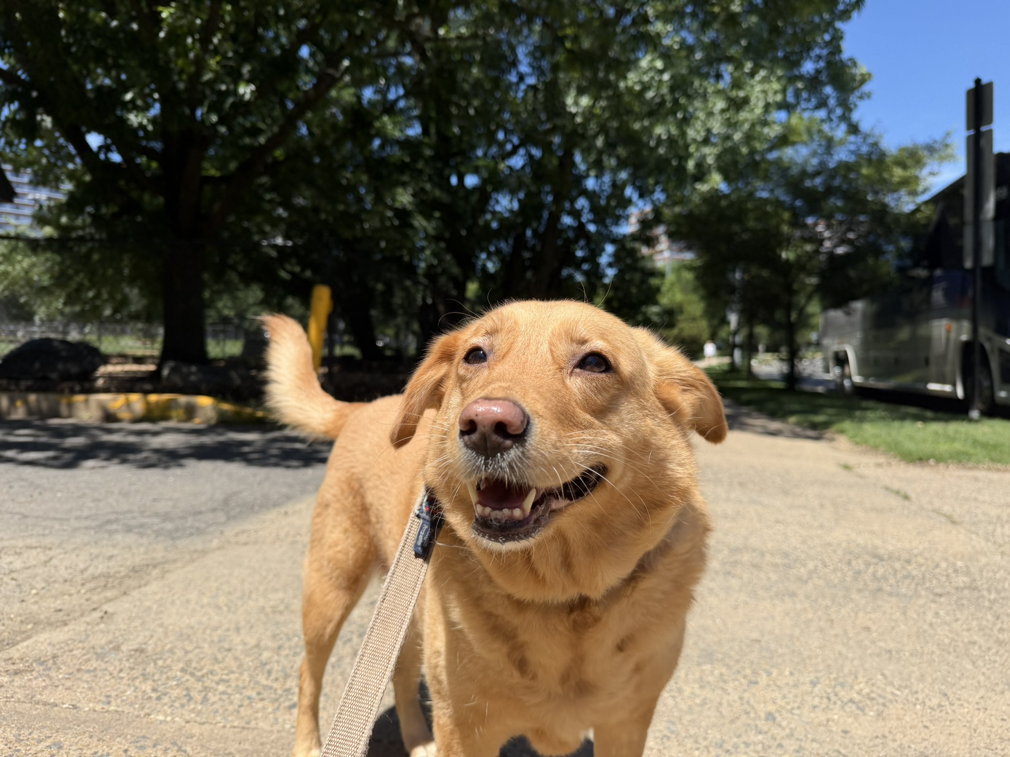 A happy, tan dog standing outdoors on a sunny day with trees and parked cars in the background.