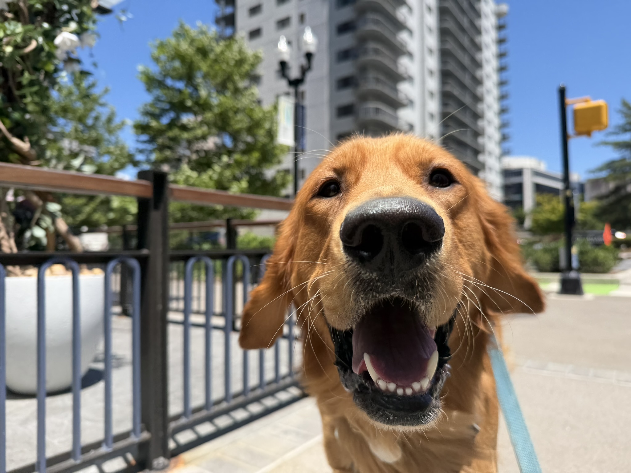 Golden retriever dog outdoors with city buildings and trees in background, smiling with open mouth.