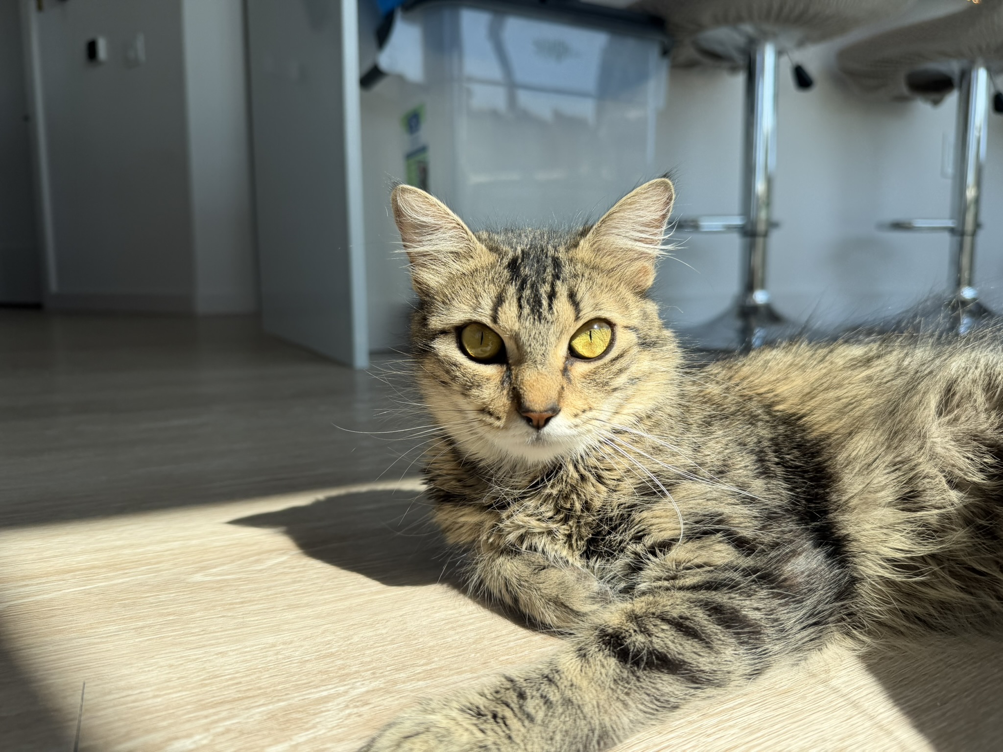 A tabby cat lying on a wooden floor, looking at the camera with yellow eyes, sunlight illuminating its face.