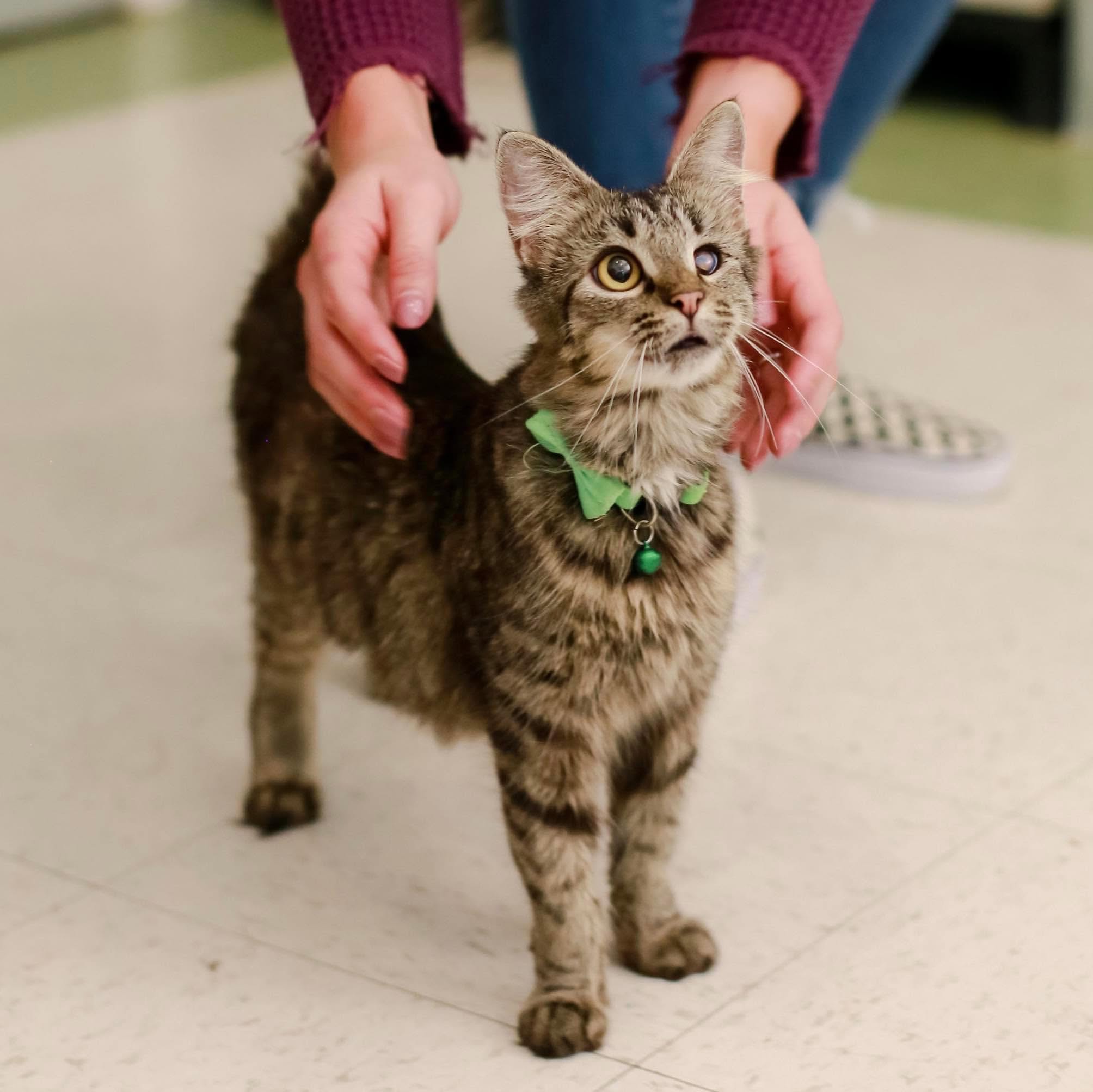 Person holding a tabby cat with a green collar and bow, standing on a tiled floor.