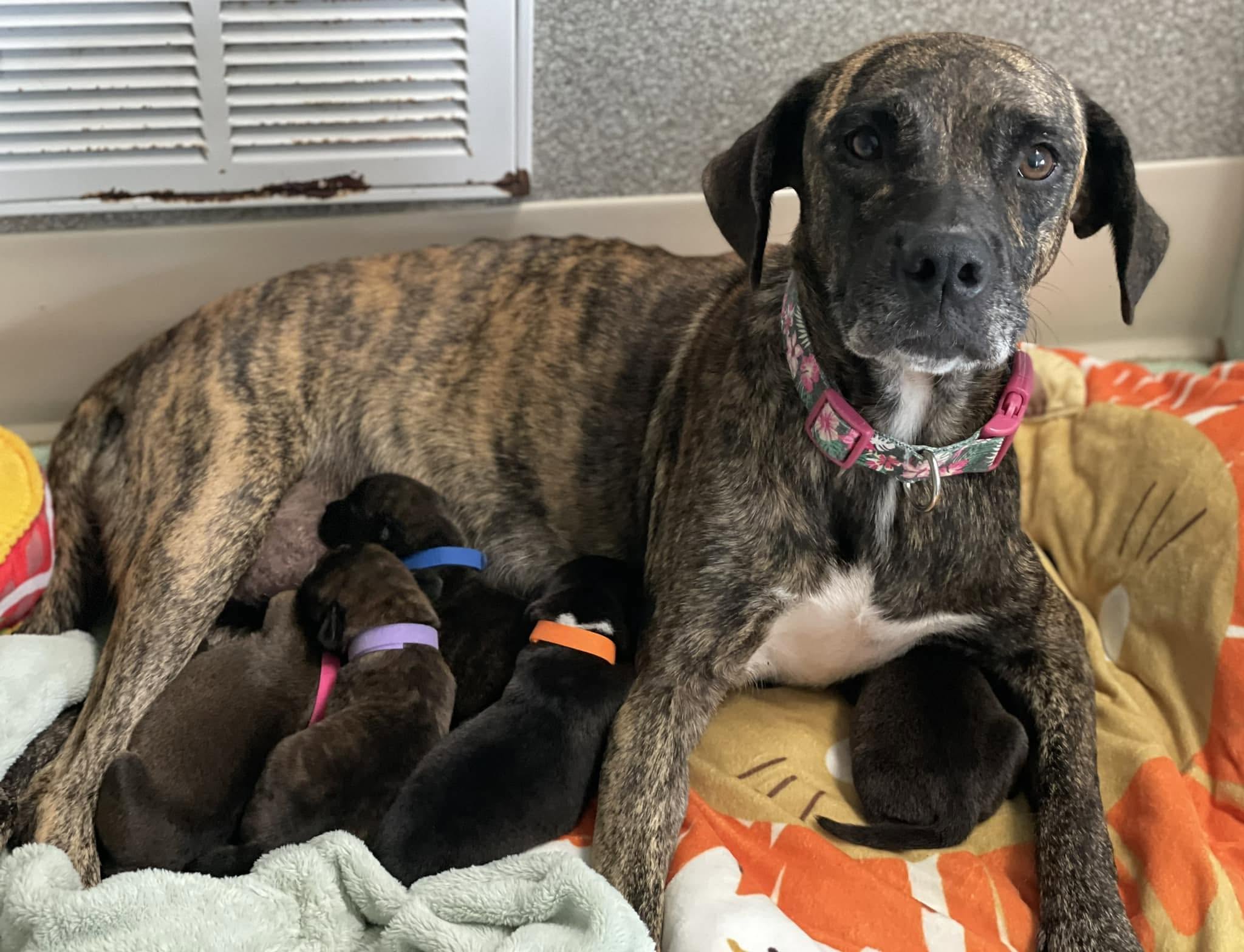 Brindle dog with puppies nursing on a blanket, sitting on a bed with a patterned blanket, near a window. 20 words.