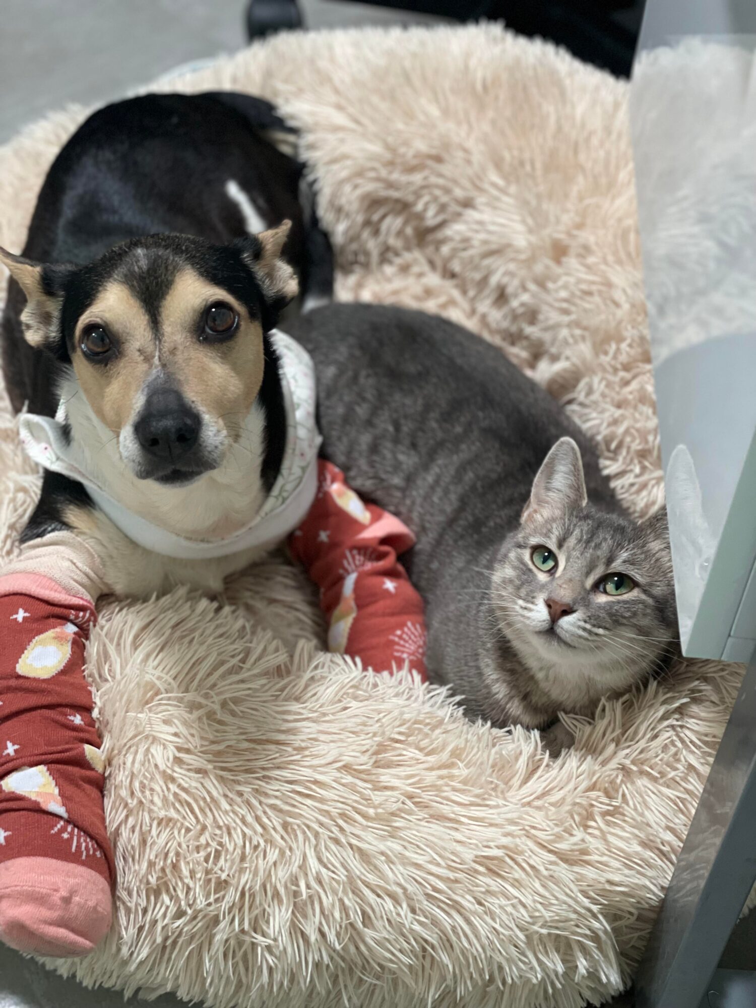 A dog and a cat lying together on a fluffy beige blanket, with the dog wearing a white harness and red socks.