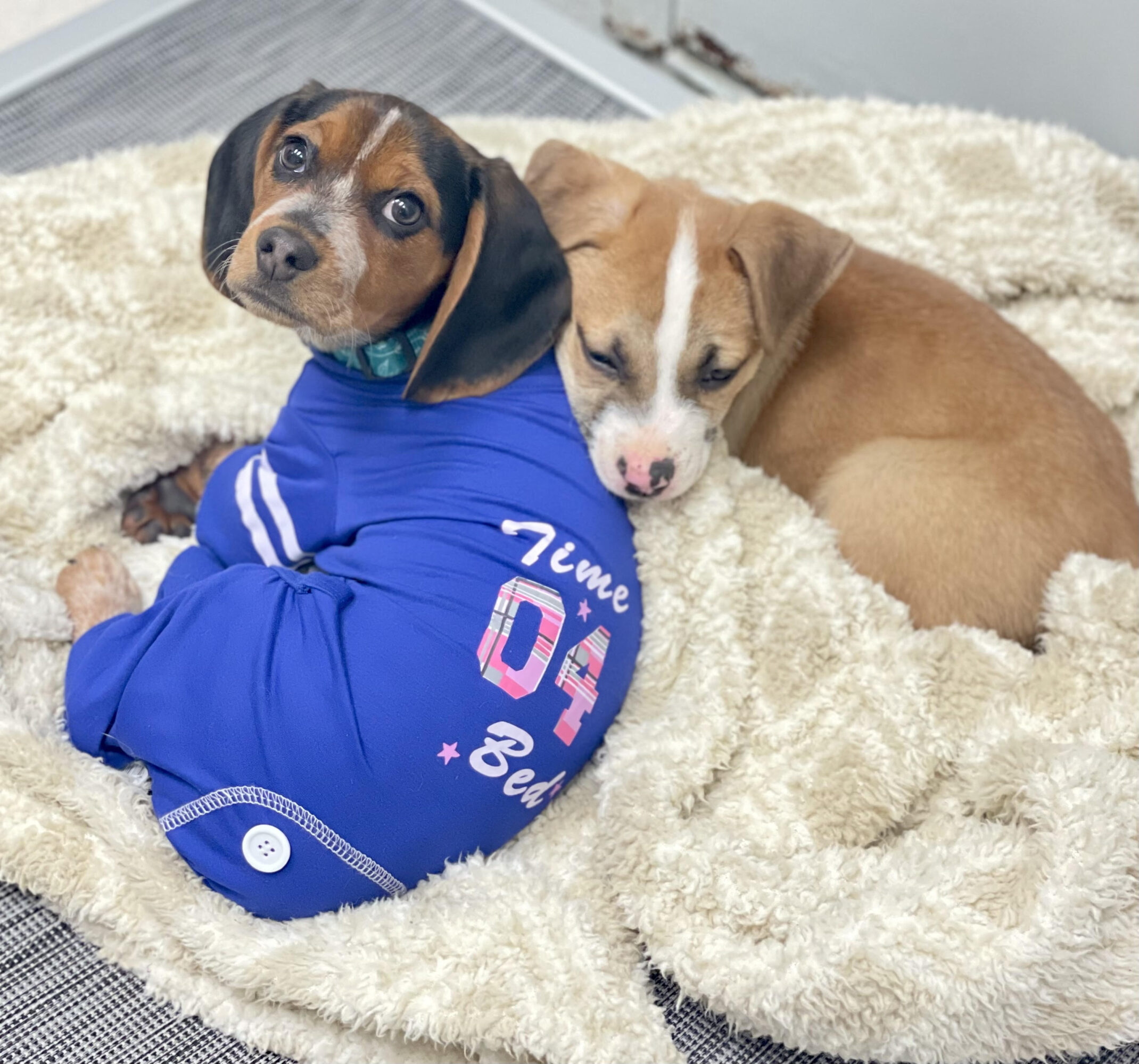 Two puppies lying on a fluffy blanket, one wearing a blue jacket, the other resting its head on the first dog.