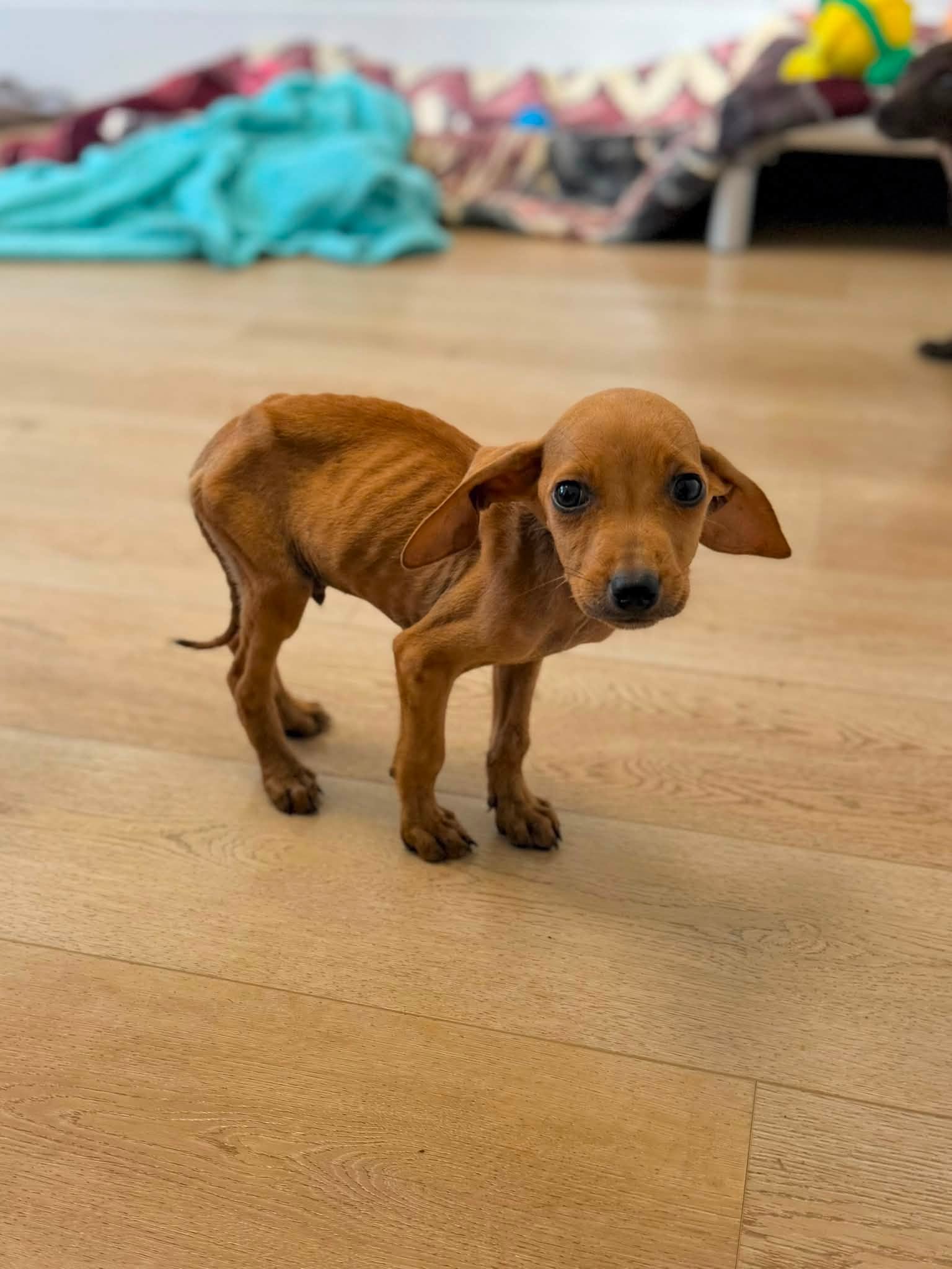 Small brown puppy with large ears standing on a wooden floor, background with colorful blankets and furniture.
