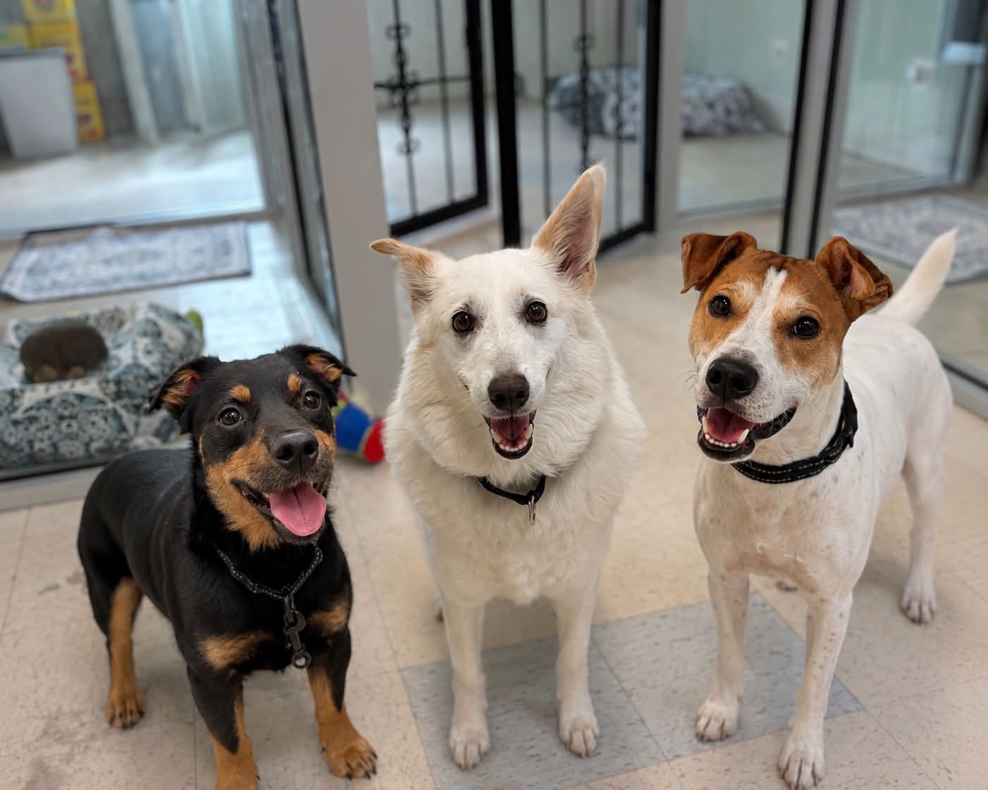 Three dogs standing indoors near glass doors, looking at the camera with open mouths and tongues out.