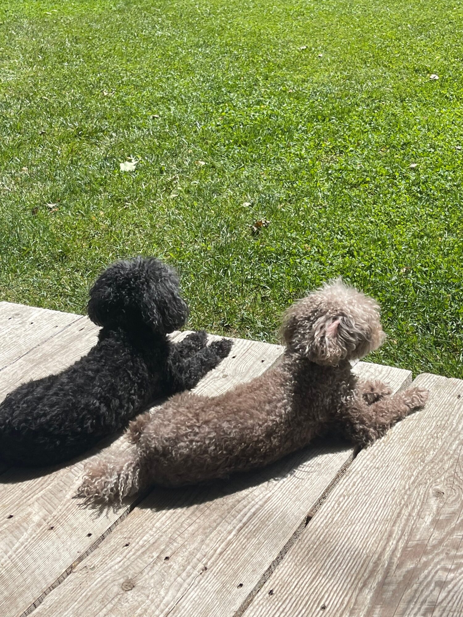 Two poodles, one black and one gray, sit on a wooden deck next to a grassy area.