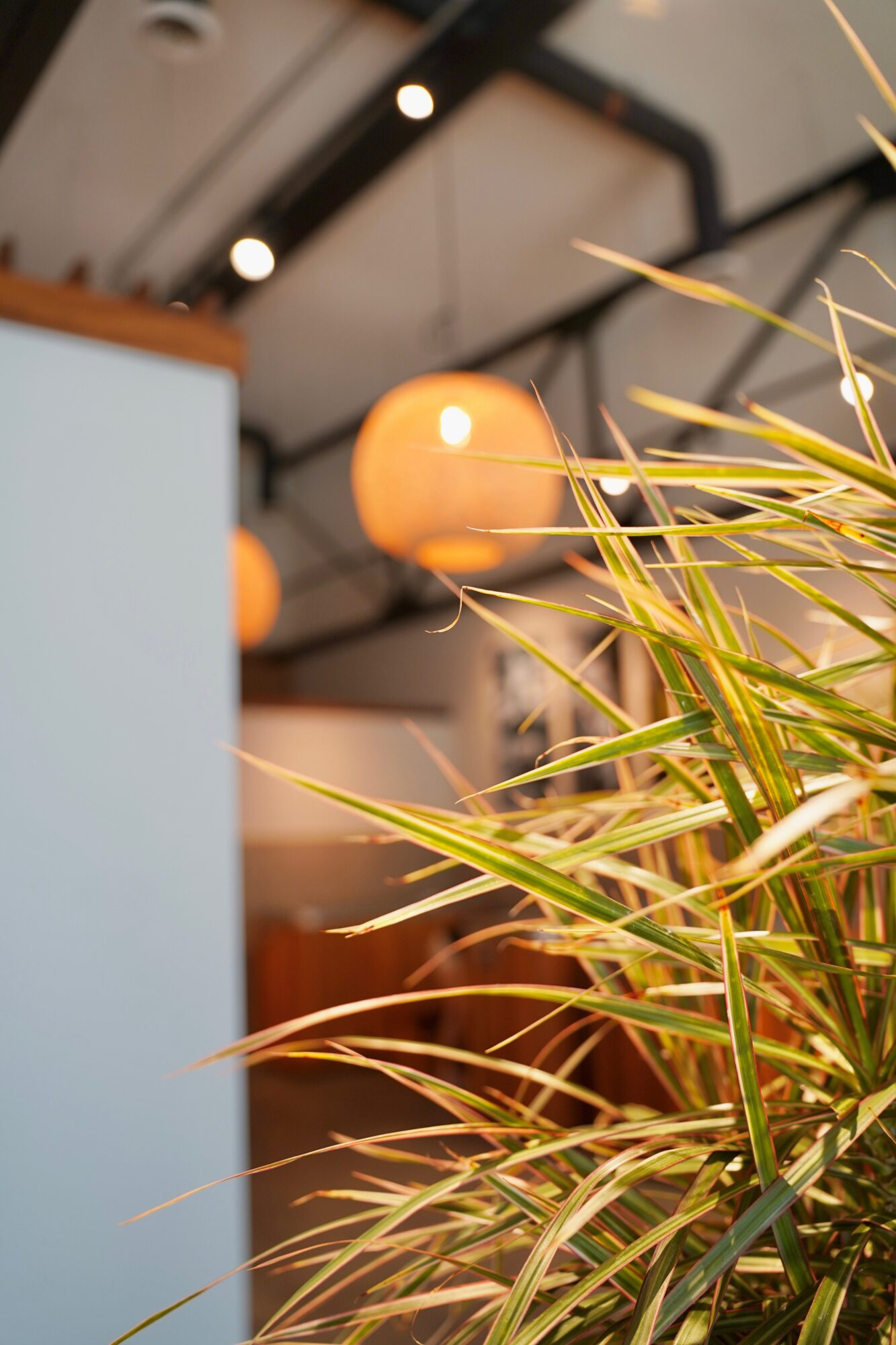Indoor scene with hanging spherical lights and a plant with long, thin leaves.