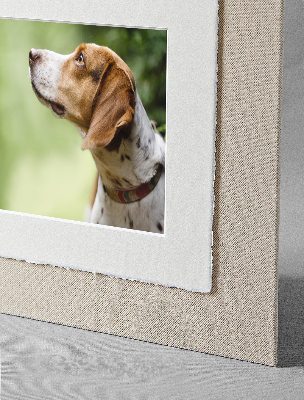 Framed photo of a dog with a white and brown coat, looking to the left, on a green background.