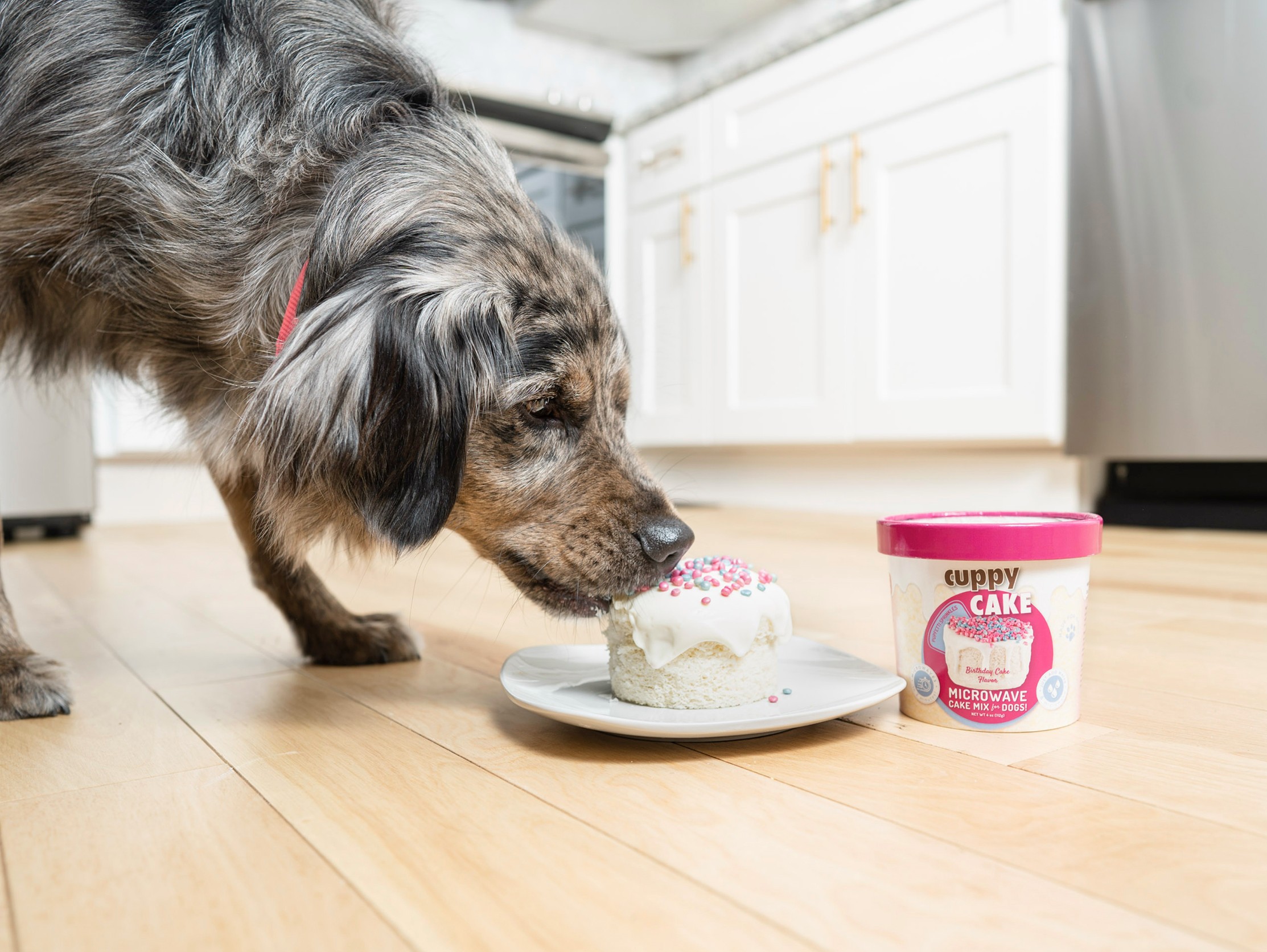Dog sniffing a small cake on a plate with a container of cake mix nearby in a kitchen.