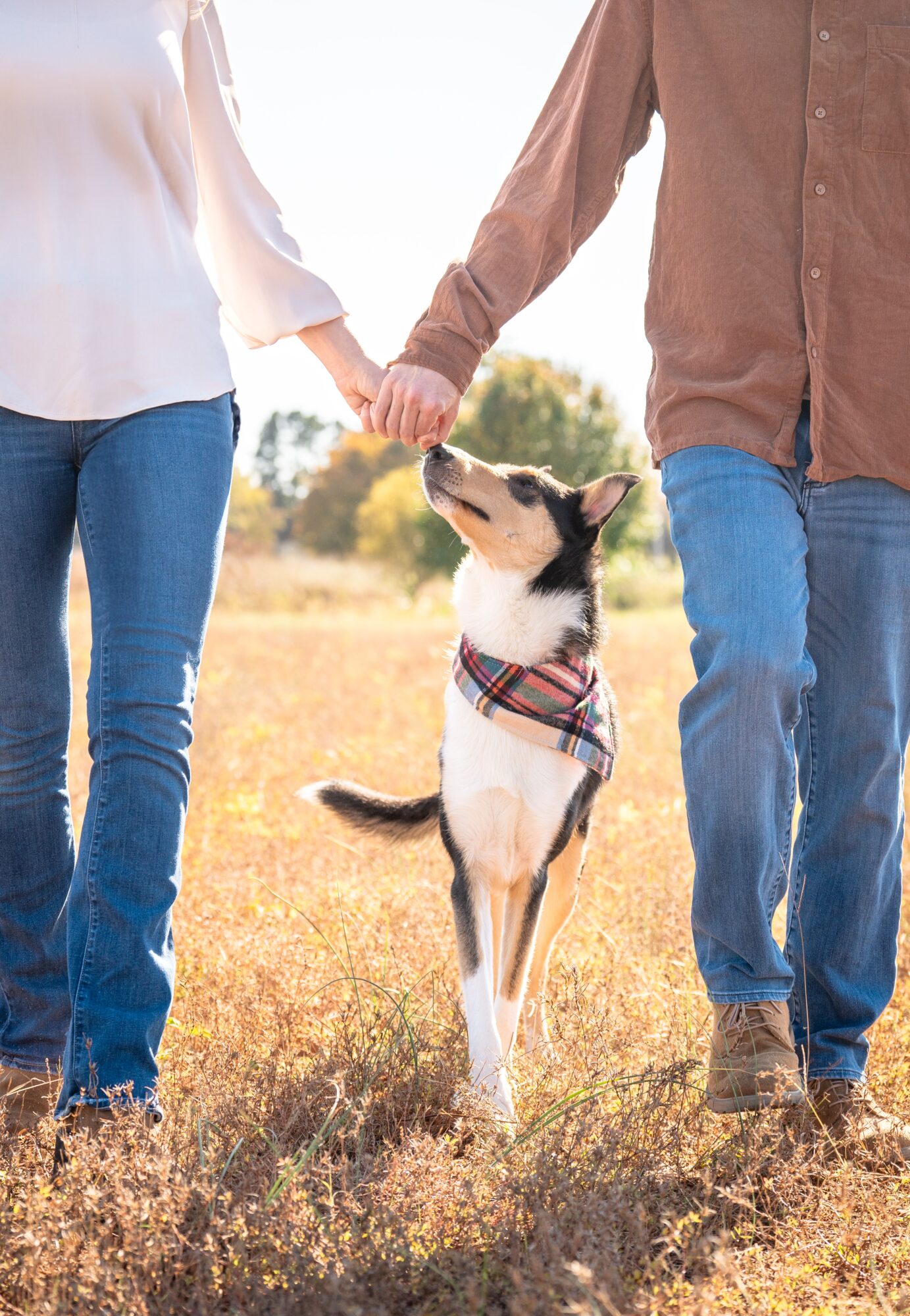 Two people holding hands walk with a dog on a grassy field, sunlight in the background.