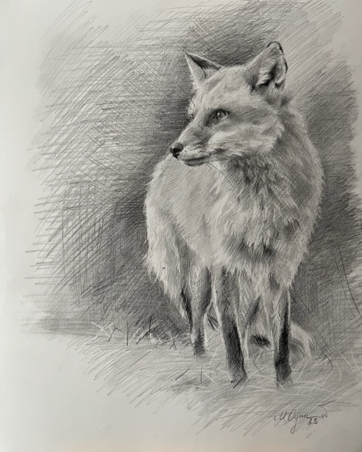 Detailed pencil sketch of a fox standing on grass, facing right with a focused expression.