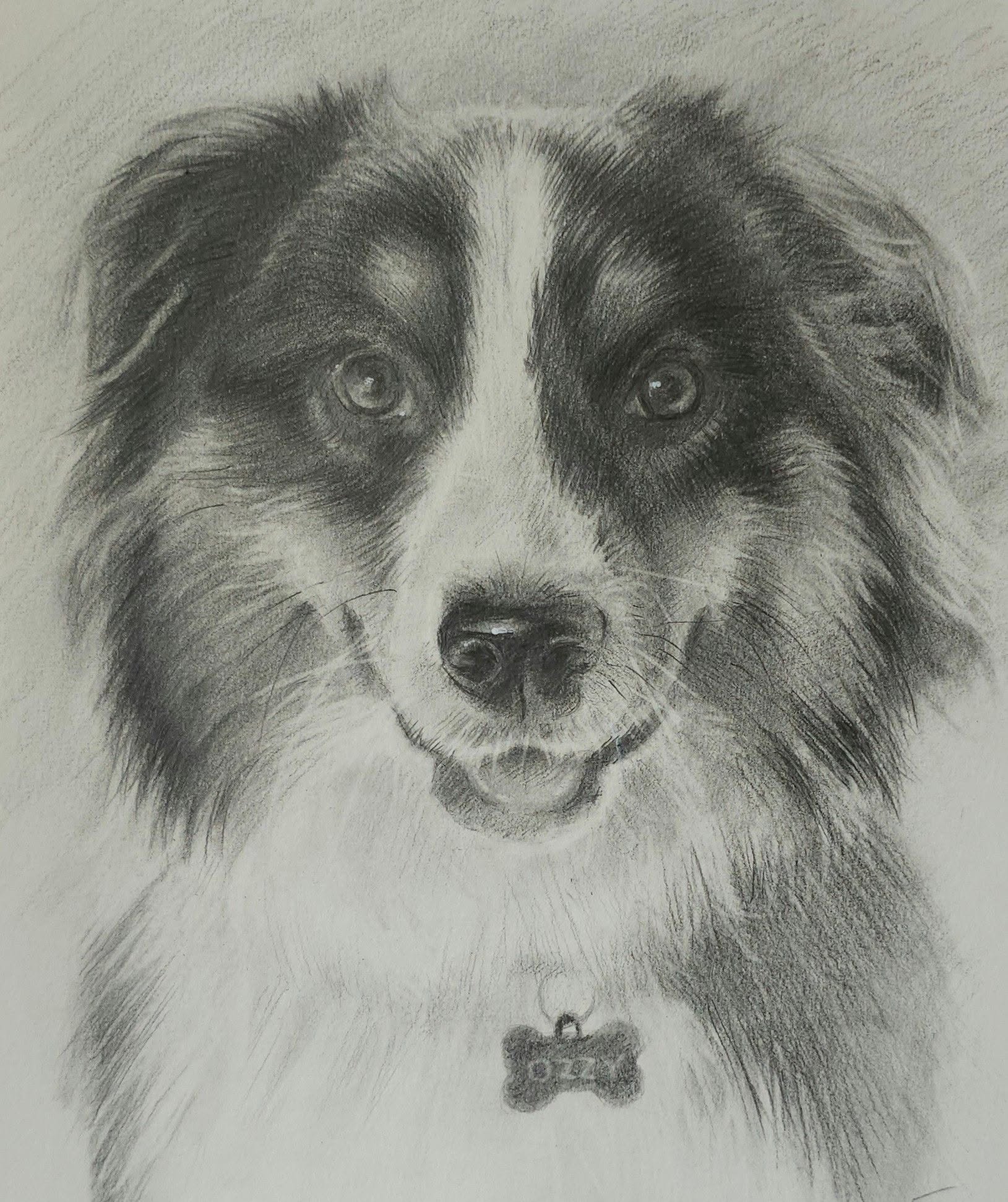 Detailed pencil drawing of a dog with a collar and bone-shaped tag, facing forward with a friendly expression.