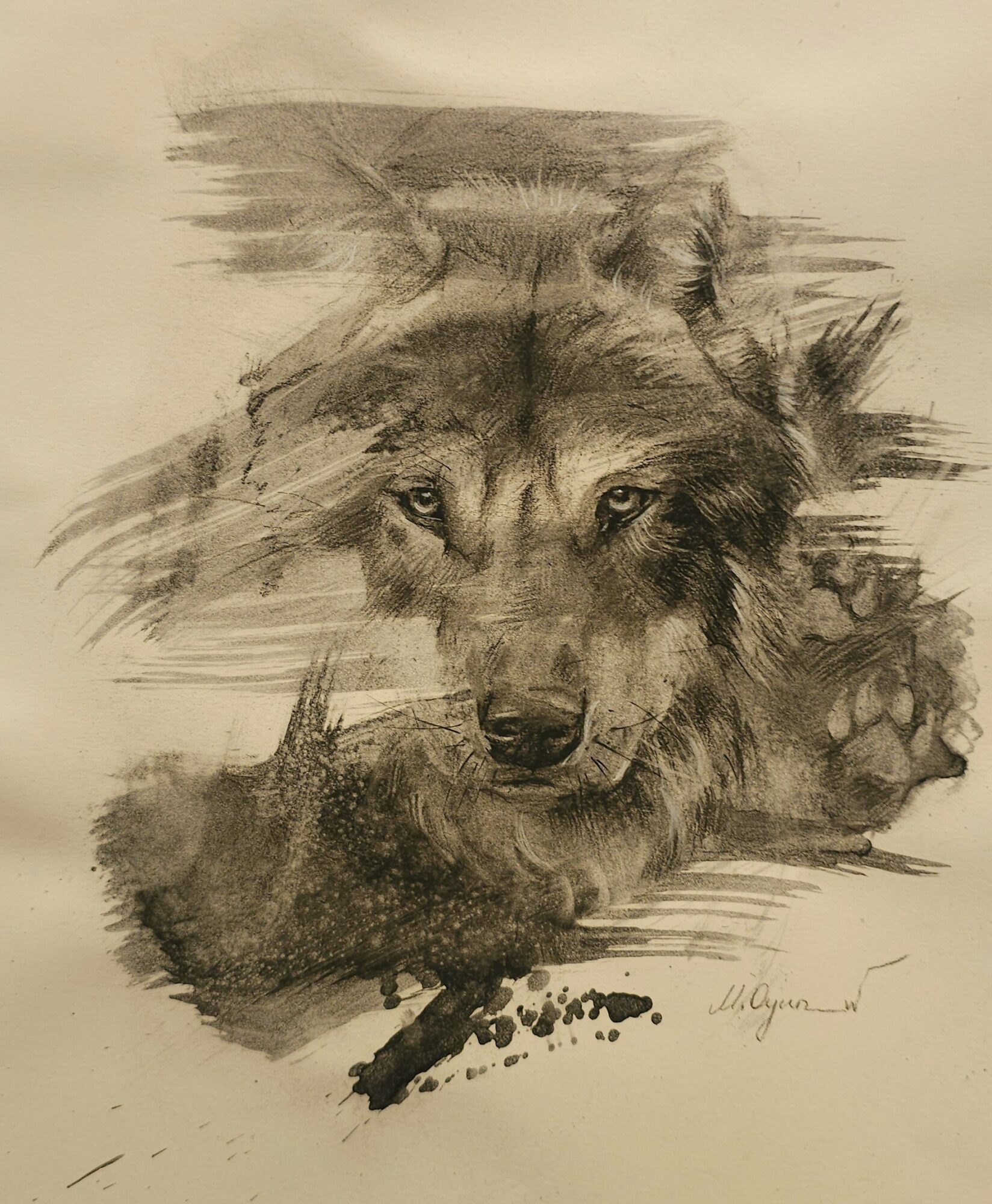 Sketch of a wolf's face with piercing eyes, detailed fur, and a focused expression.