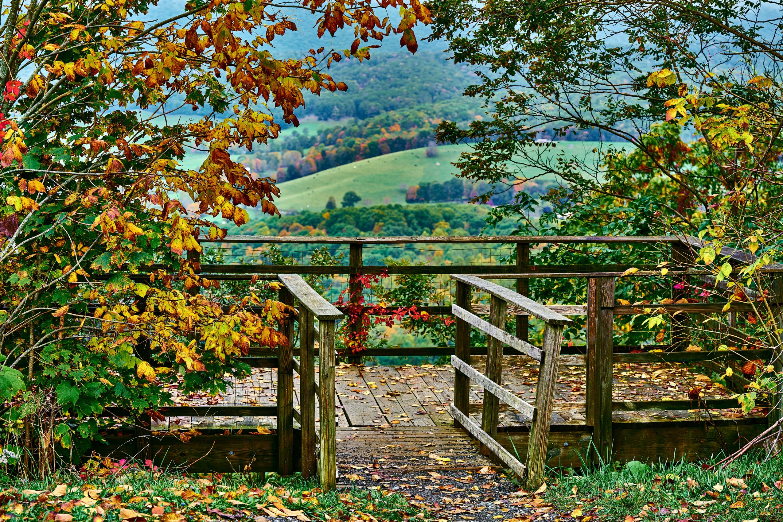 Wooden viewing platform with railings surrounded by trees with autumn leaves, overlooking rolling green hills and fields.