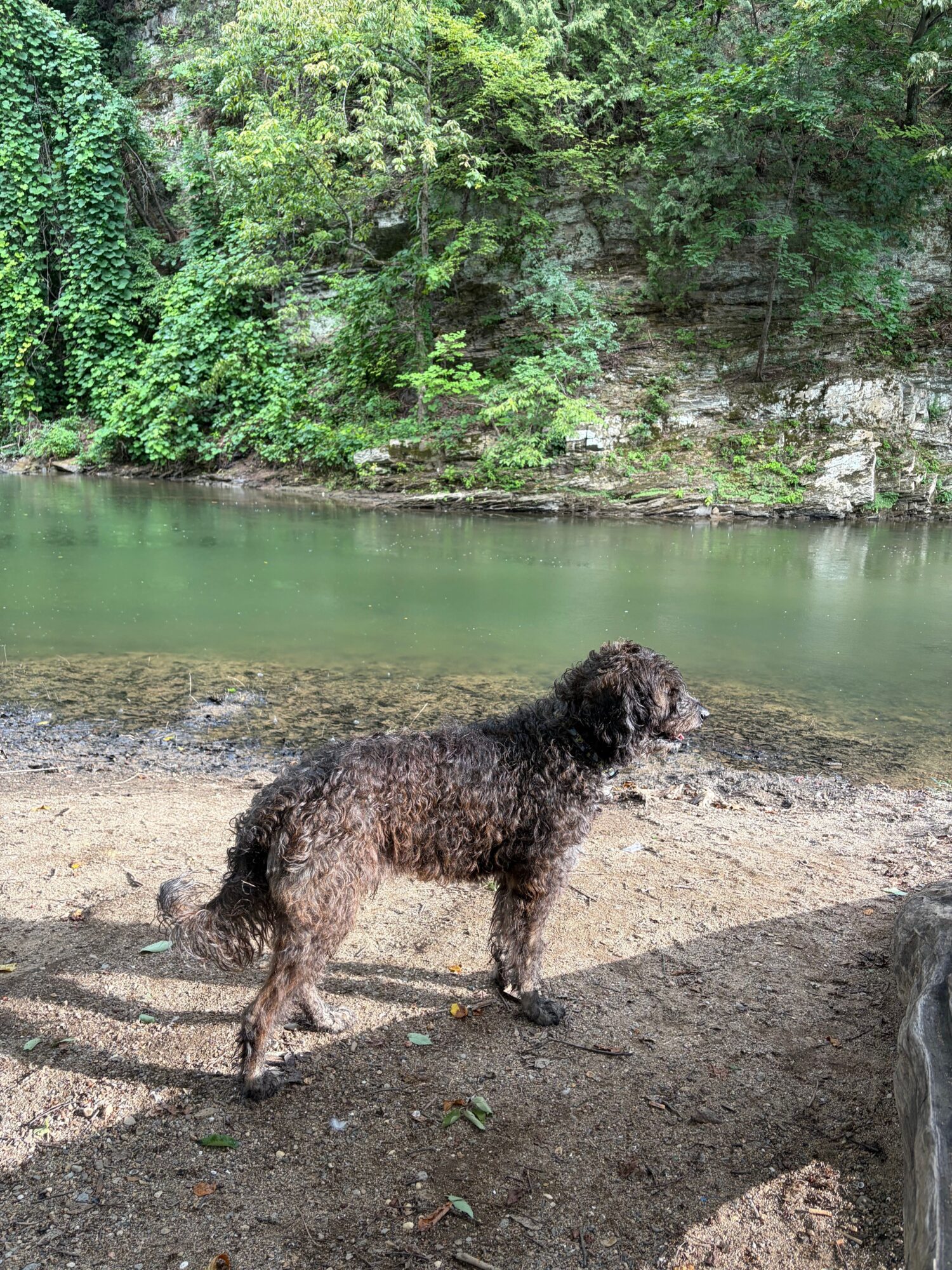 Dog standing on dirt path near water with trees and greenery in background.